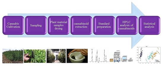 Plants Free Full Text THC and CBD Fingerprinting of an Elite