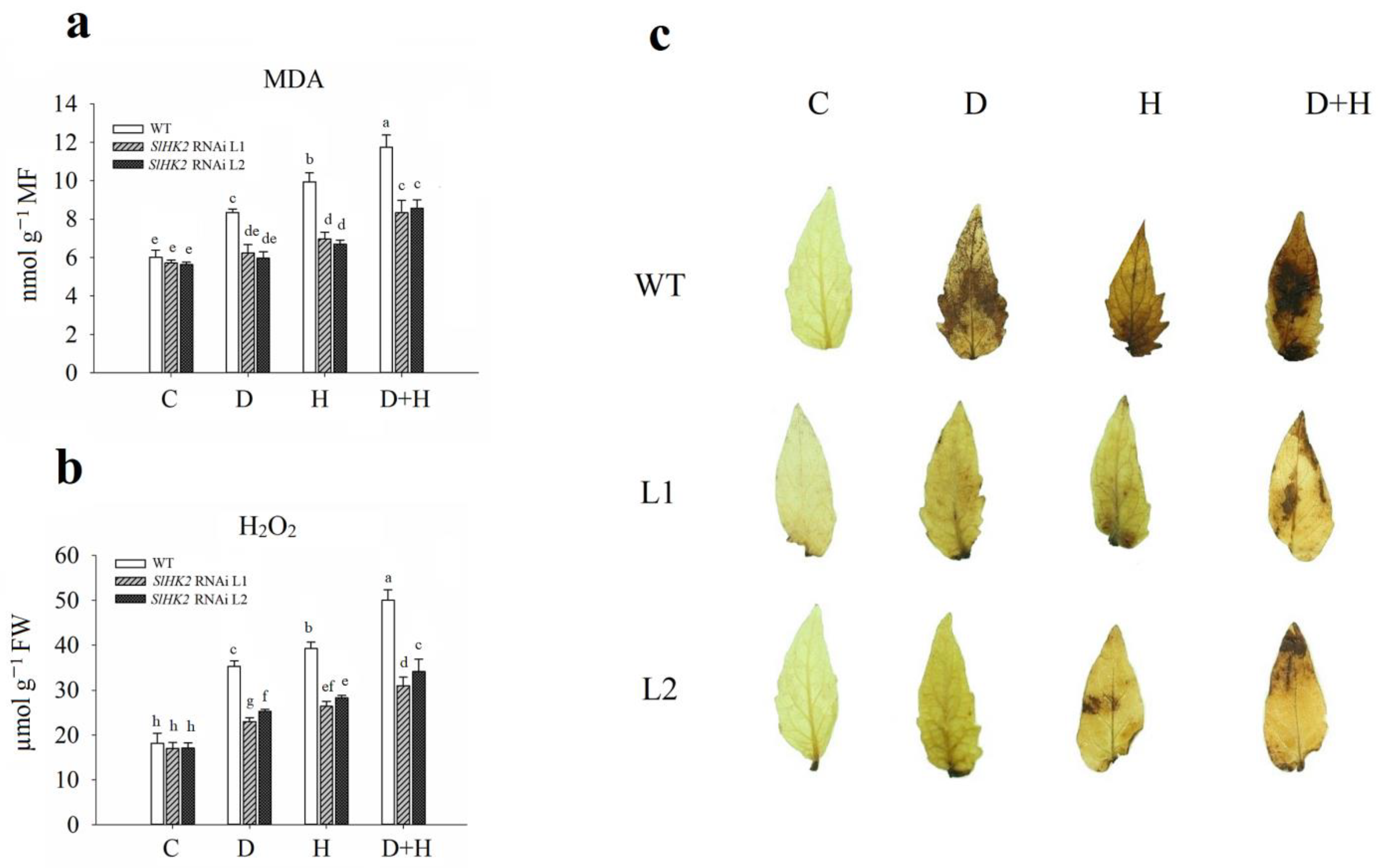 Plants 11 00154 g005