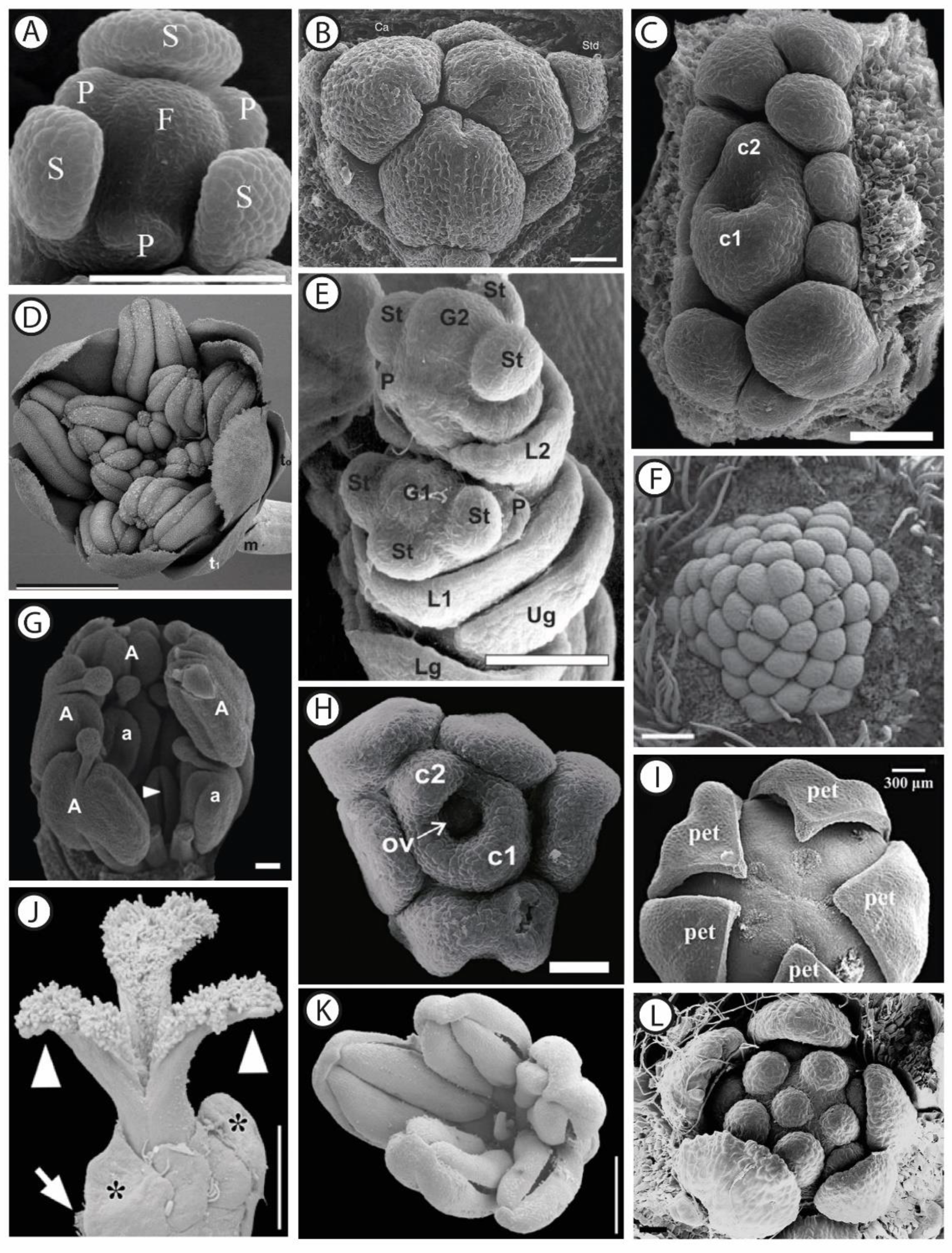 Plants 11 00155 g001