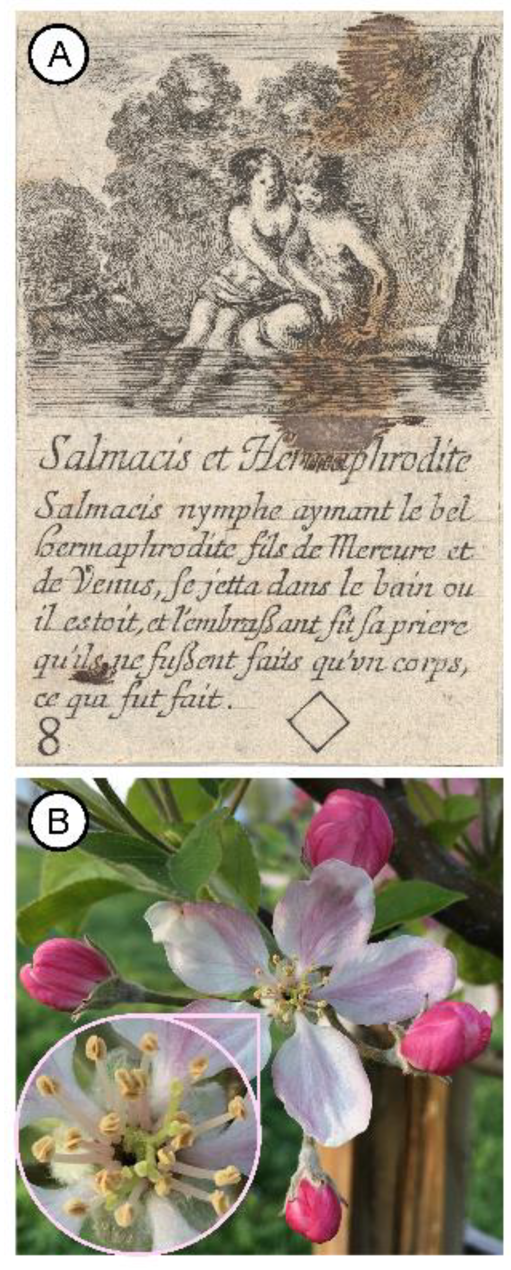 Plants 11 00155 i001