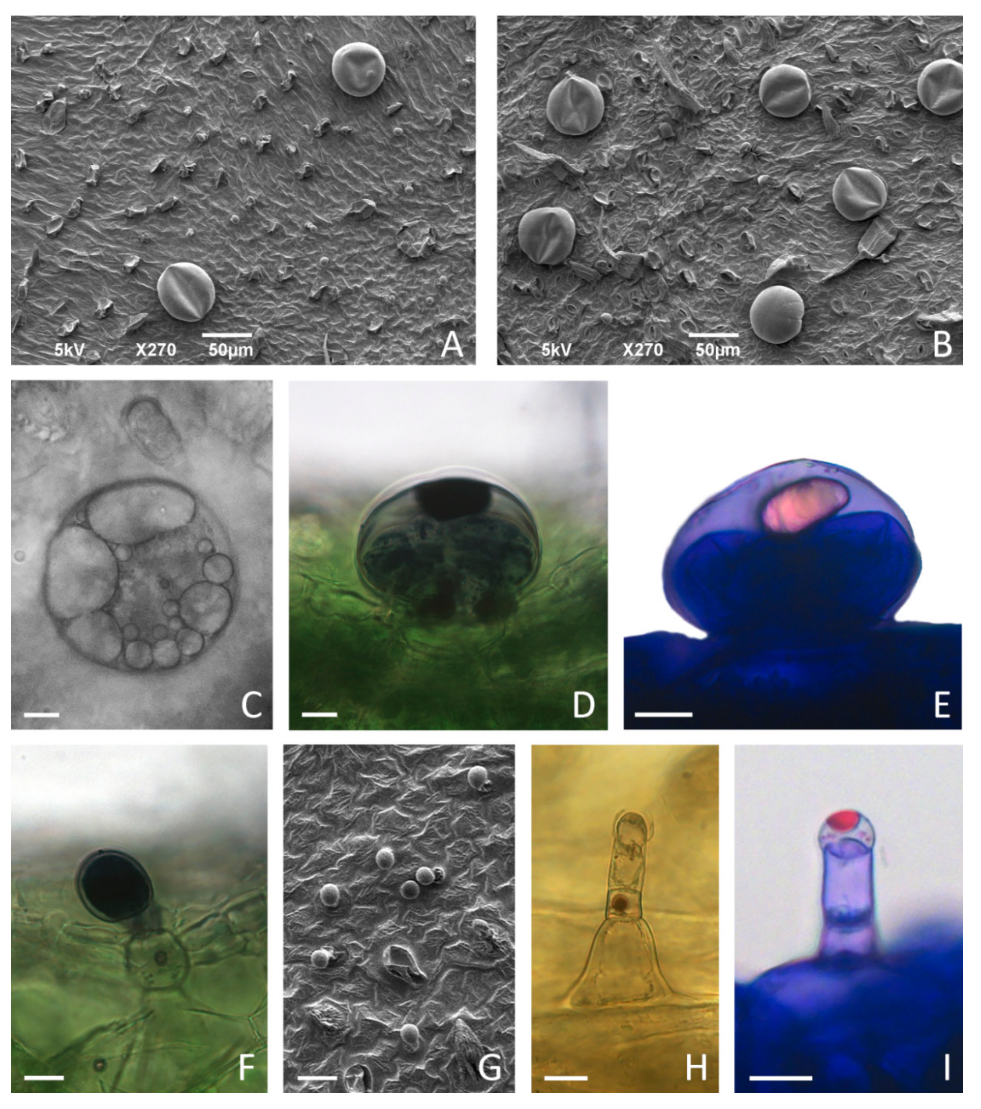 Plants 11 00198 g007