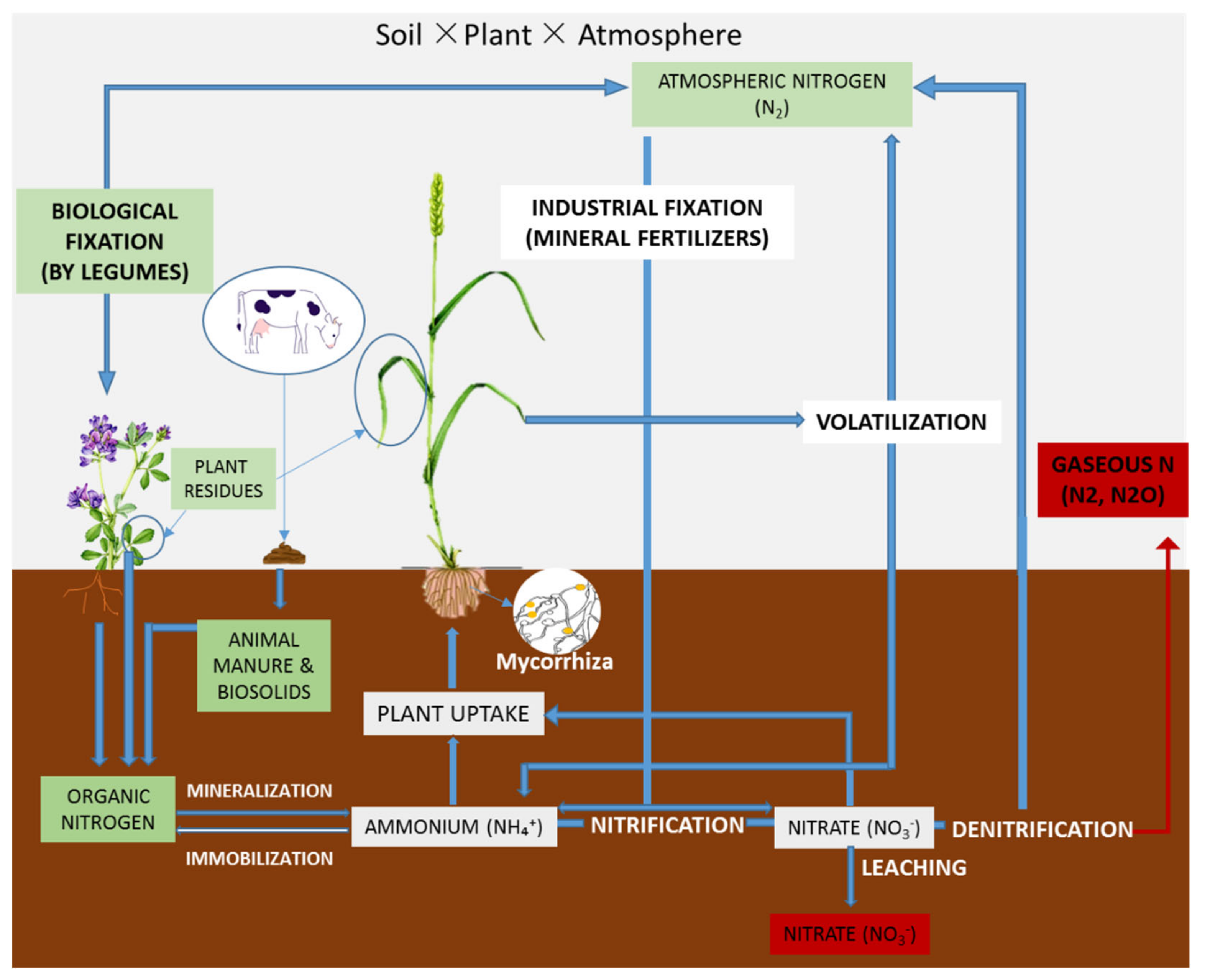 Bioengineering Techniques to Improve Nitrogen Transformation and  Utilization: Implications for Nitrogen Use Efficiency and Future  Sustainable Crop Production