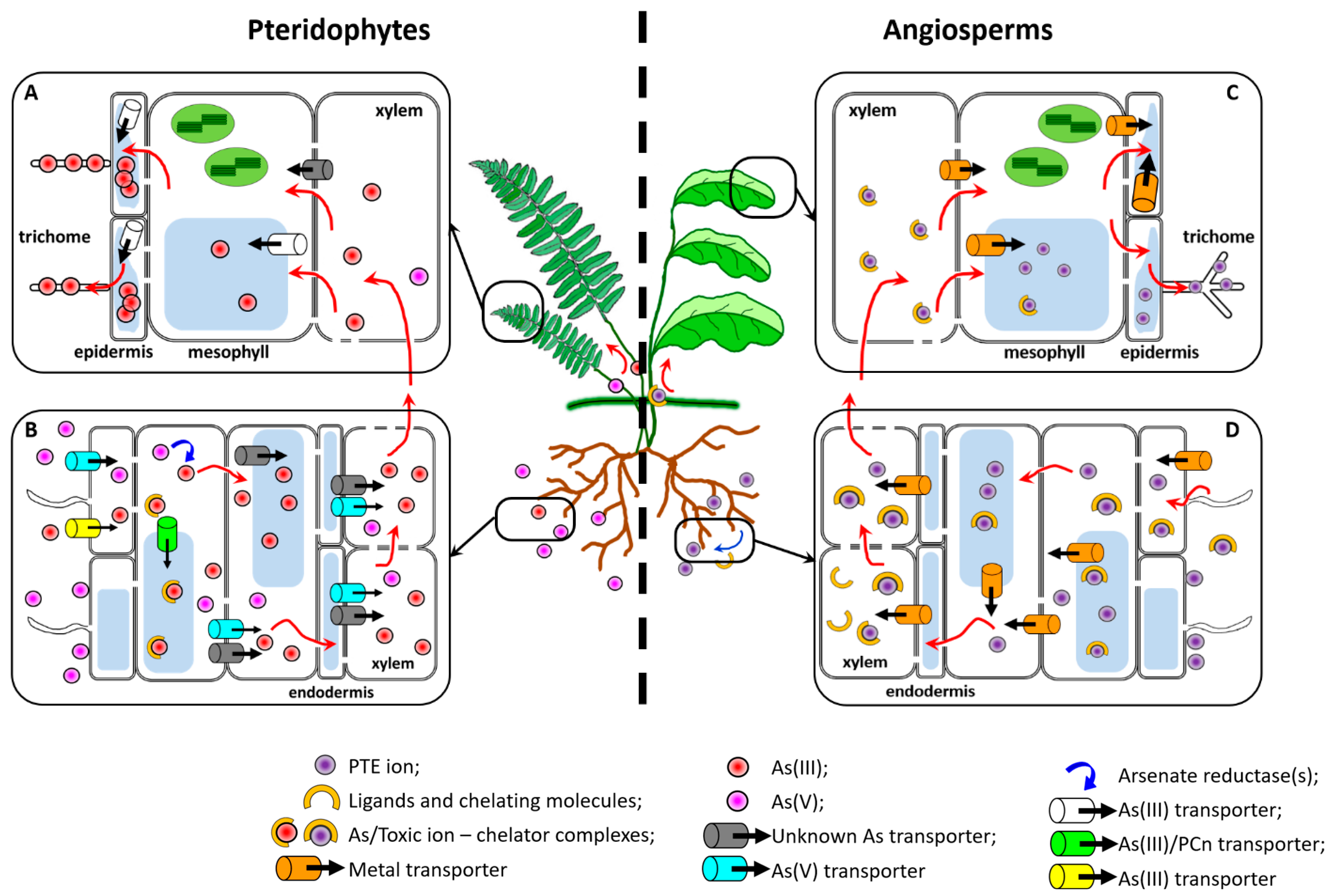Plants 11 00237 g001 Plants 11 00237 g001