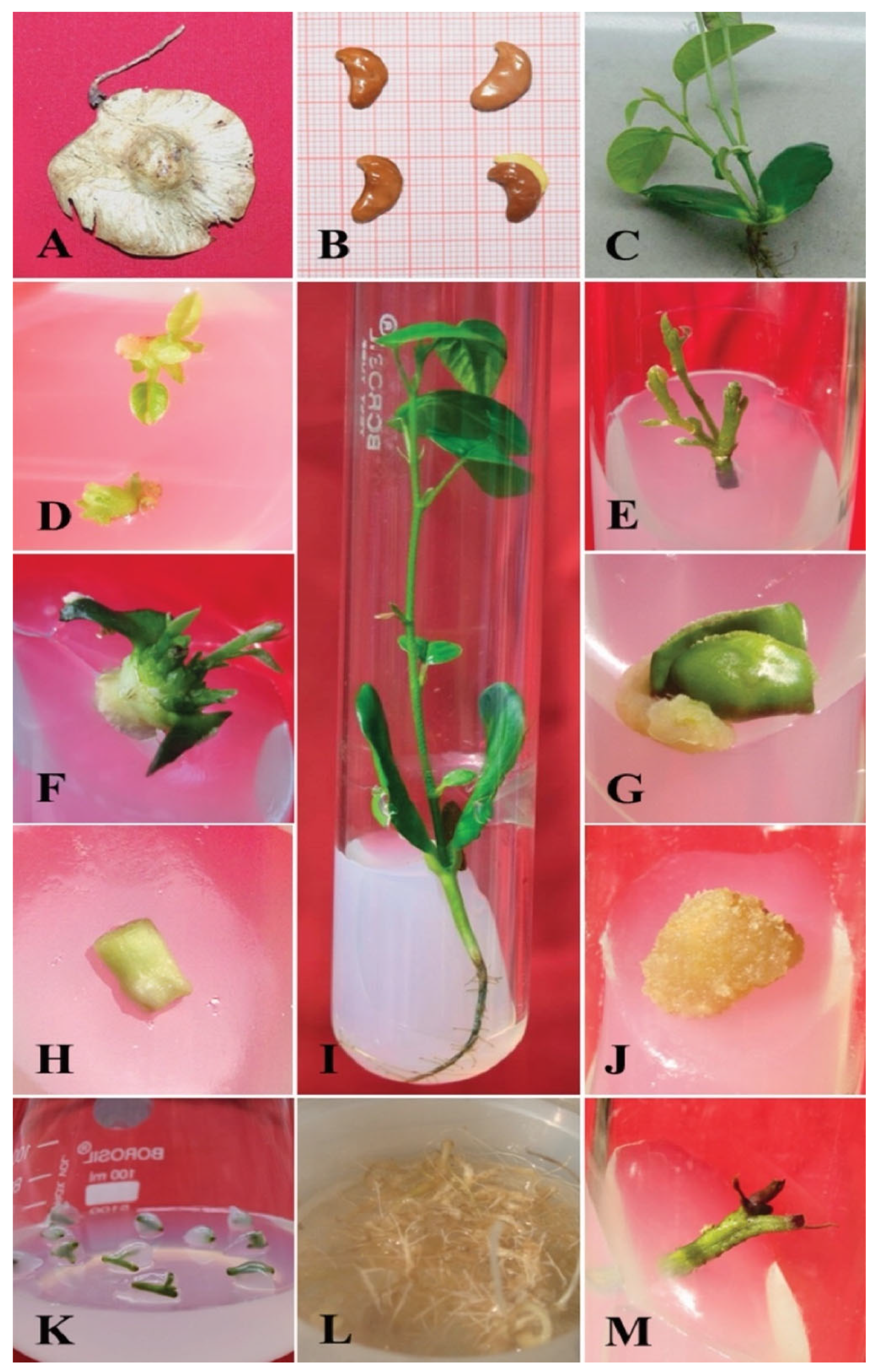 Plants 11 00247 g004 Plants 11 00247 g004