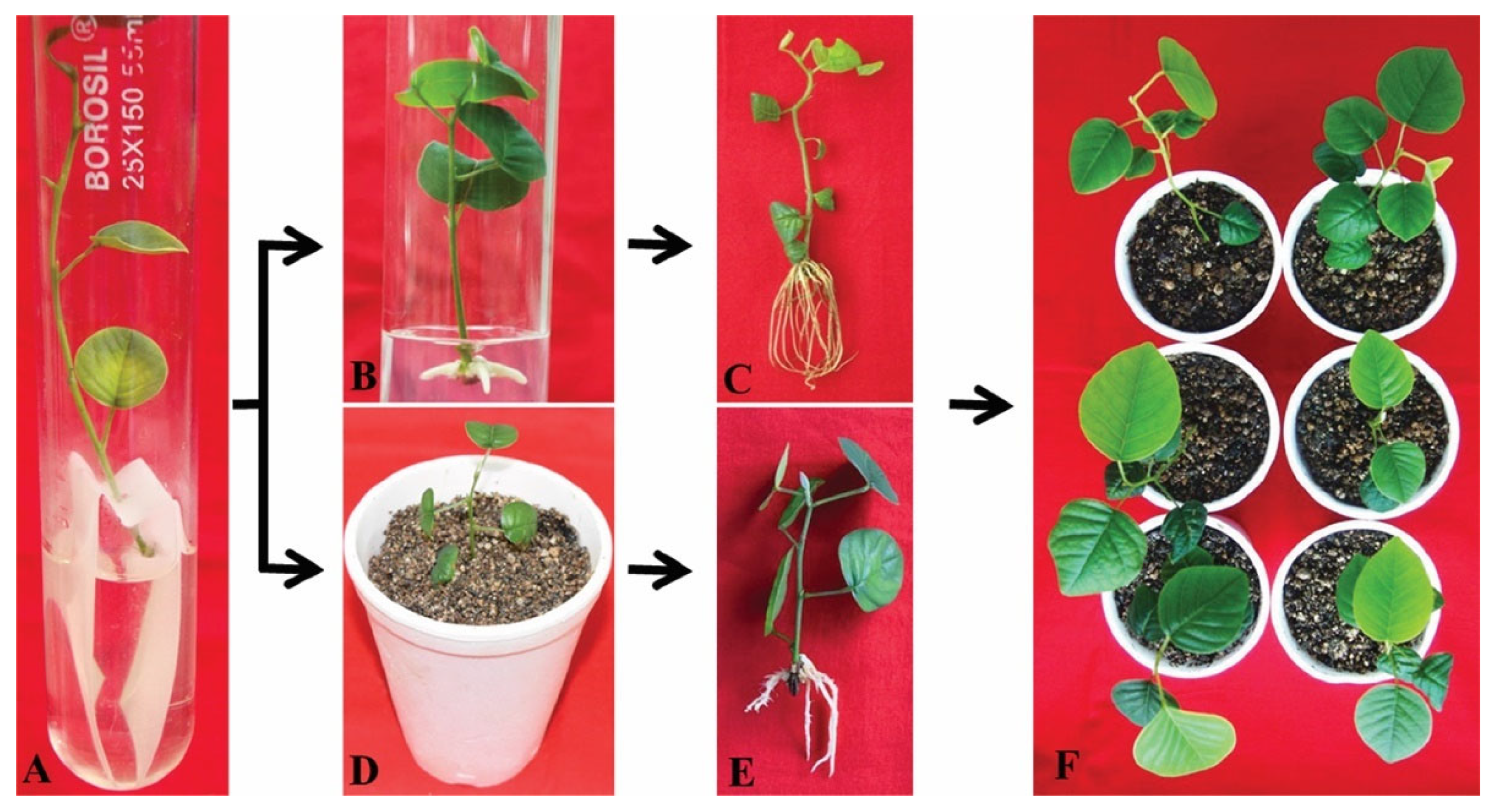 Plants 11 00247 g007 Plants 11 00247 g007