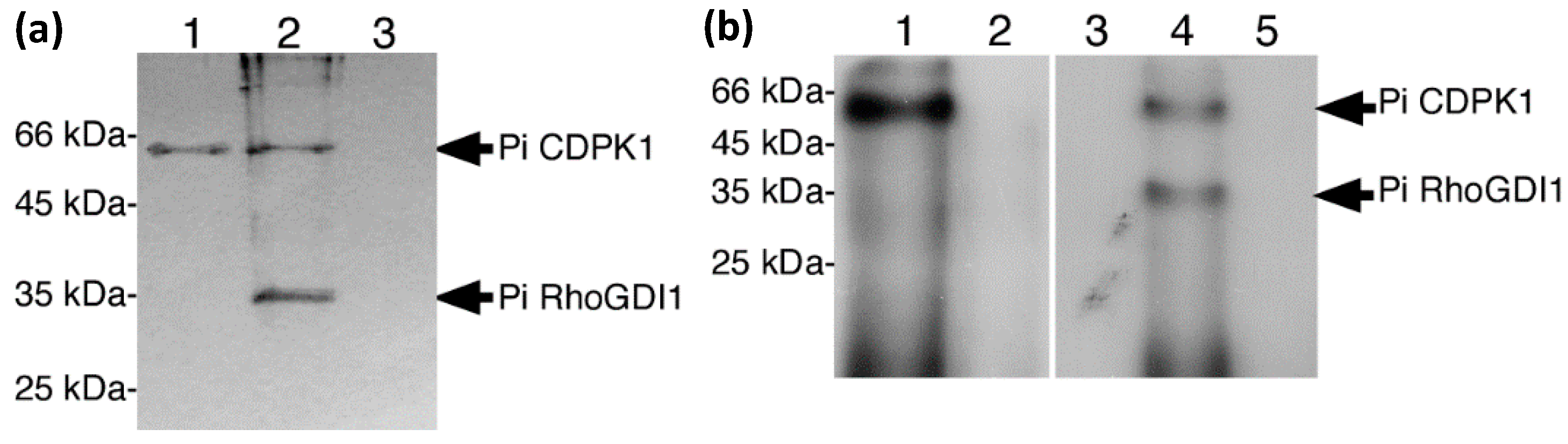 Plants 11 00254 g002 Plants 11 00254 g002
