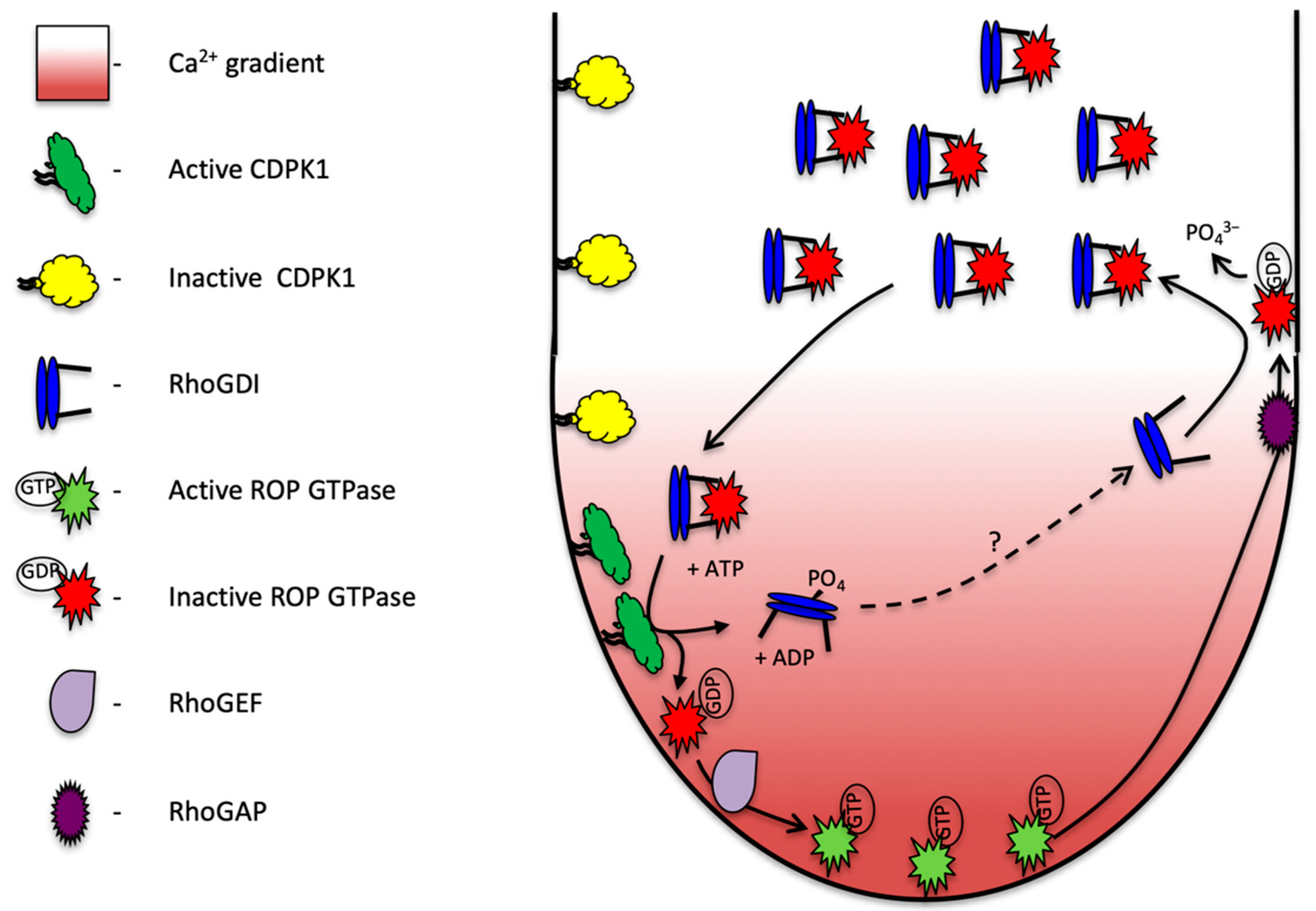 Plants 11 00254 g006 Plants 11 00254 g006