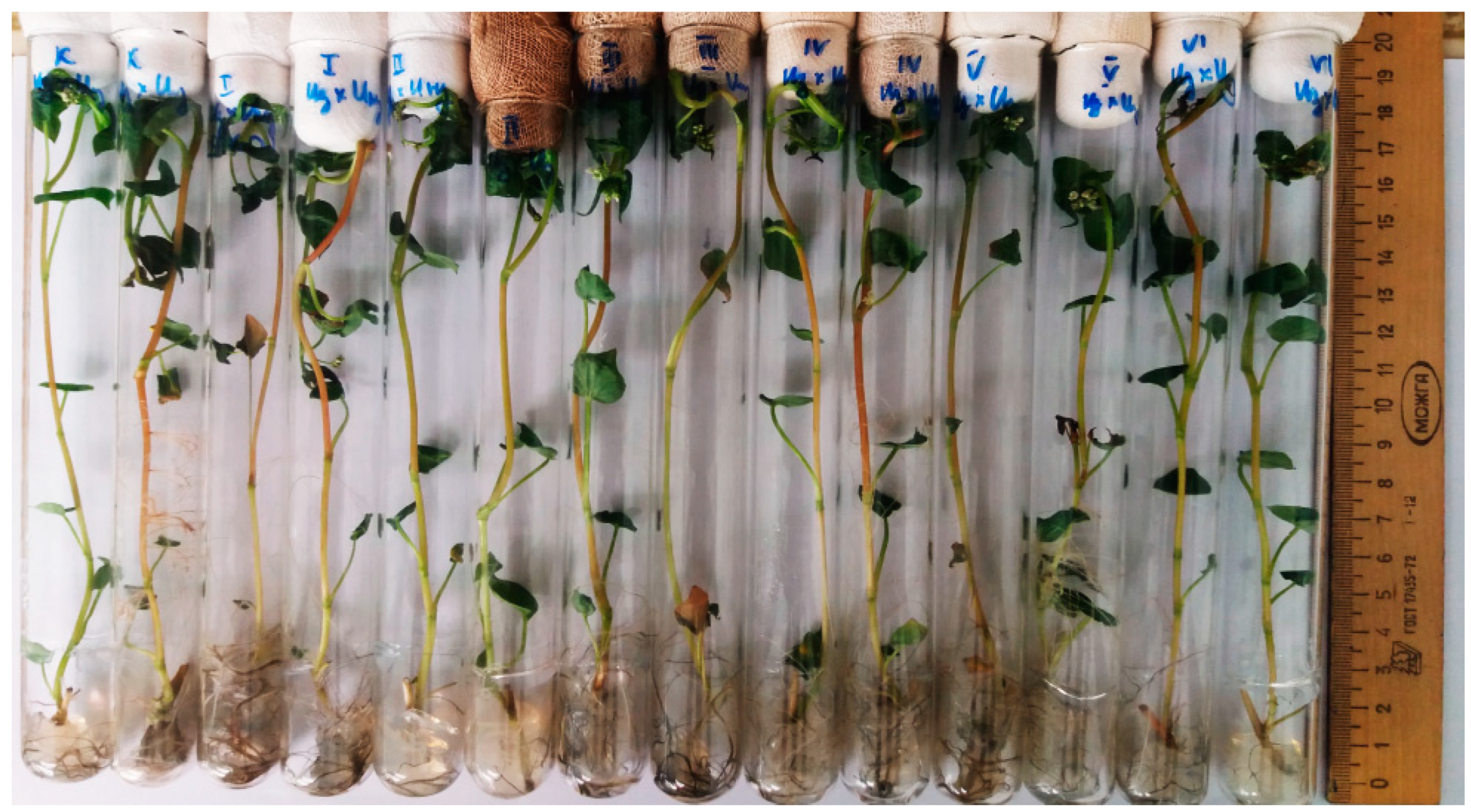 Plants 11 00264 g004