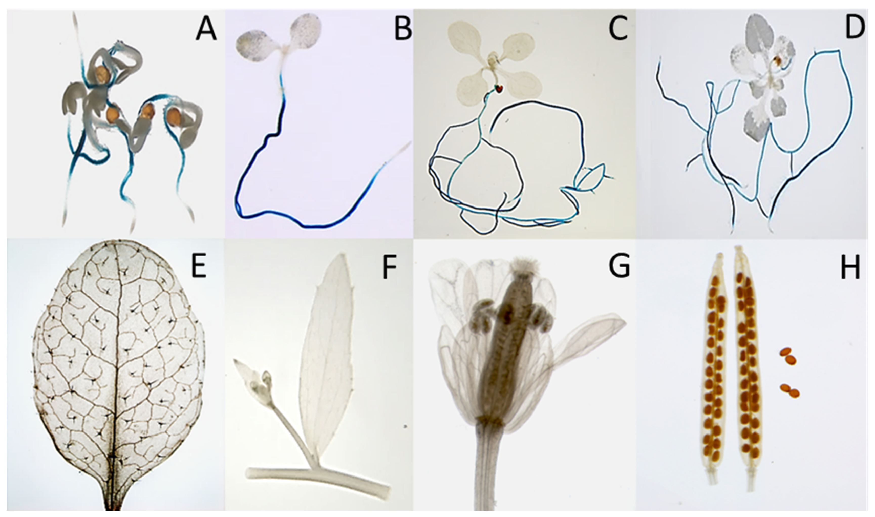 Plants 11 00280 g006 Plants 11 00280 g006