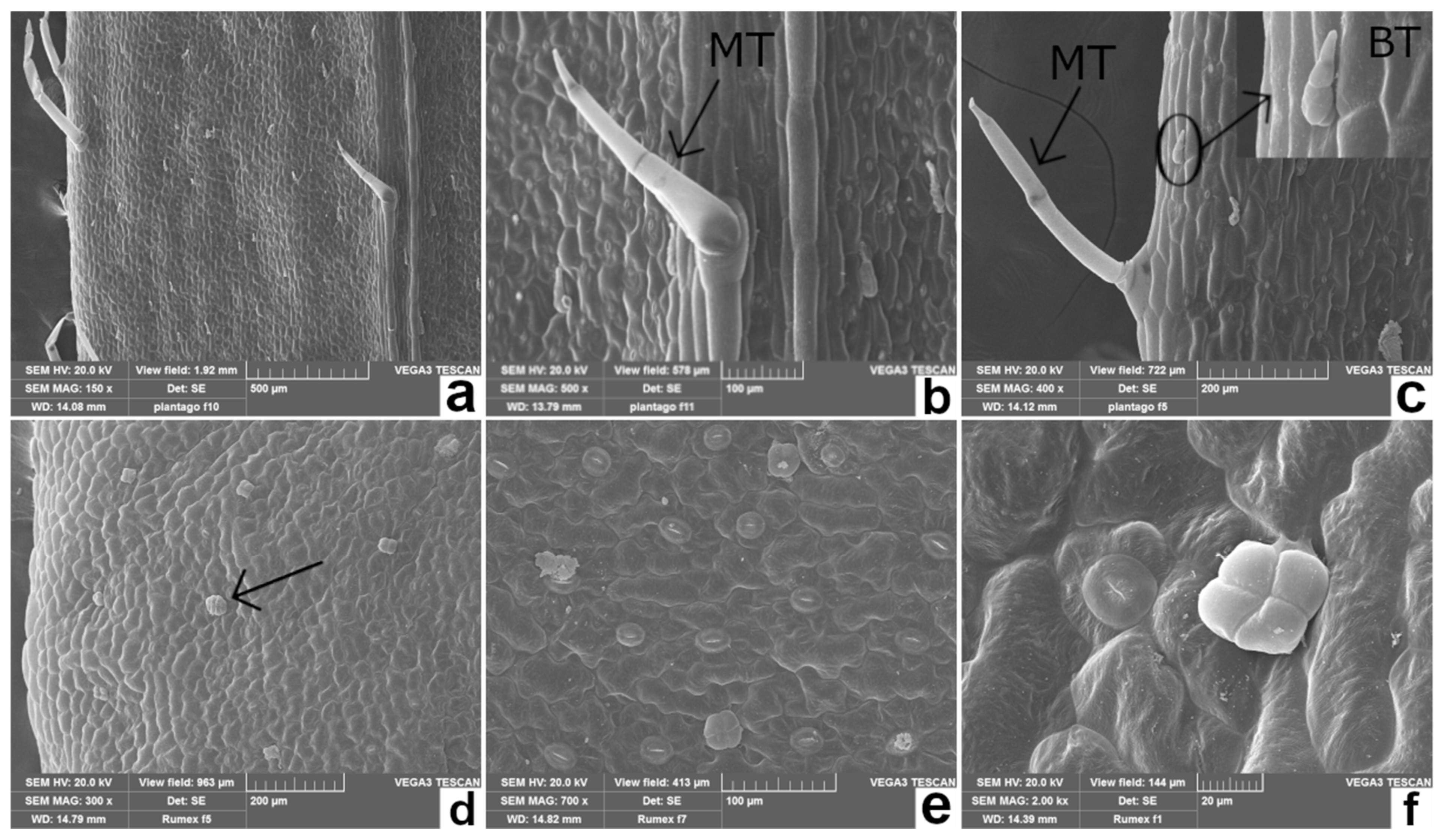 Plants 11 00301 g002