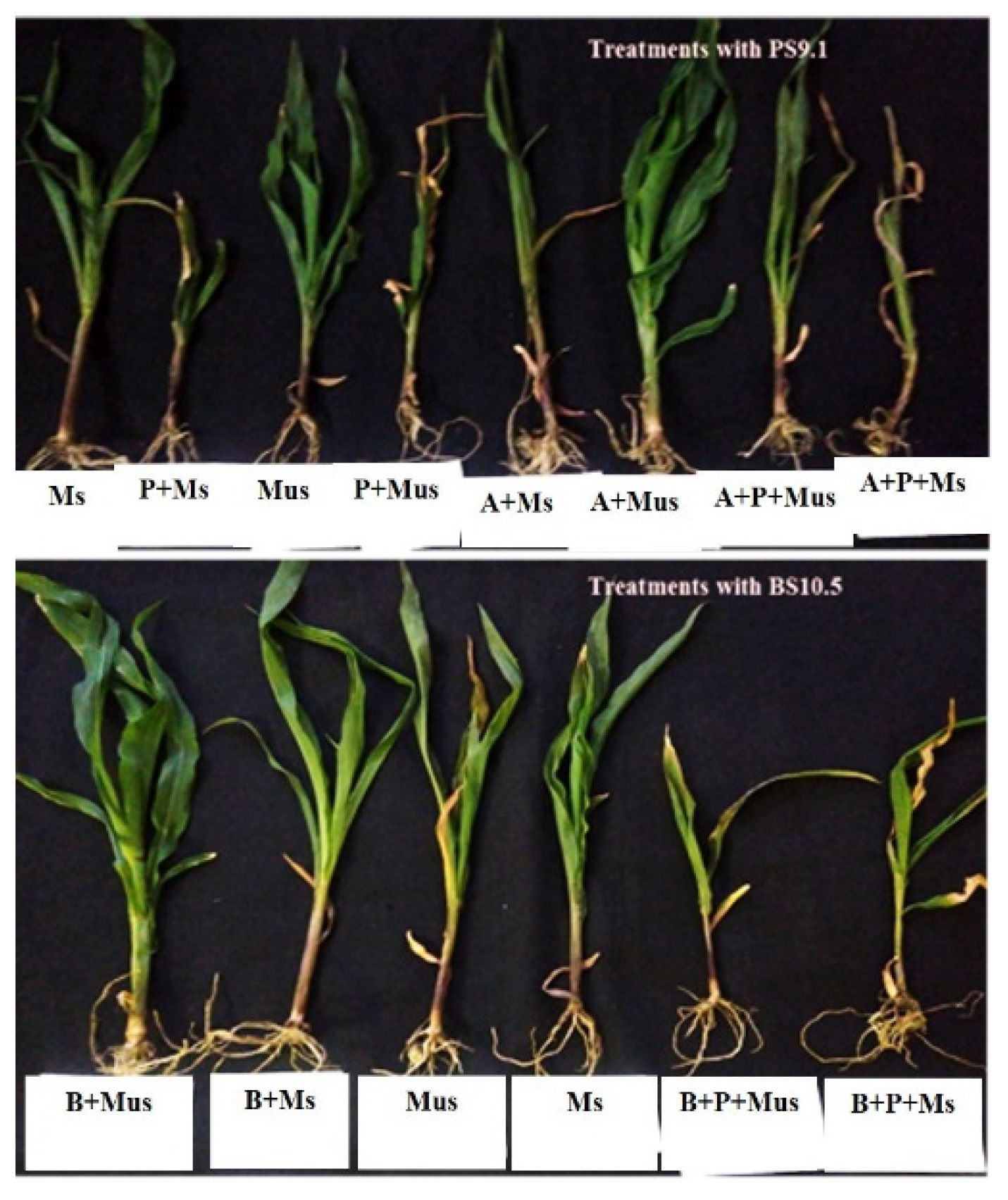 Plants 11 00324 g001