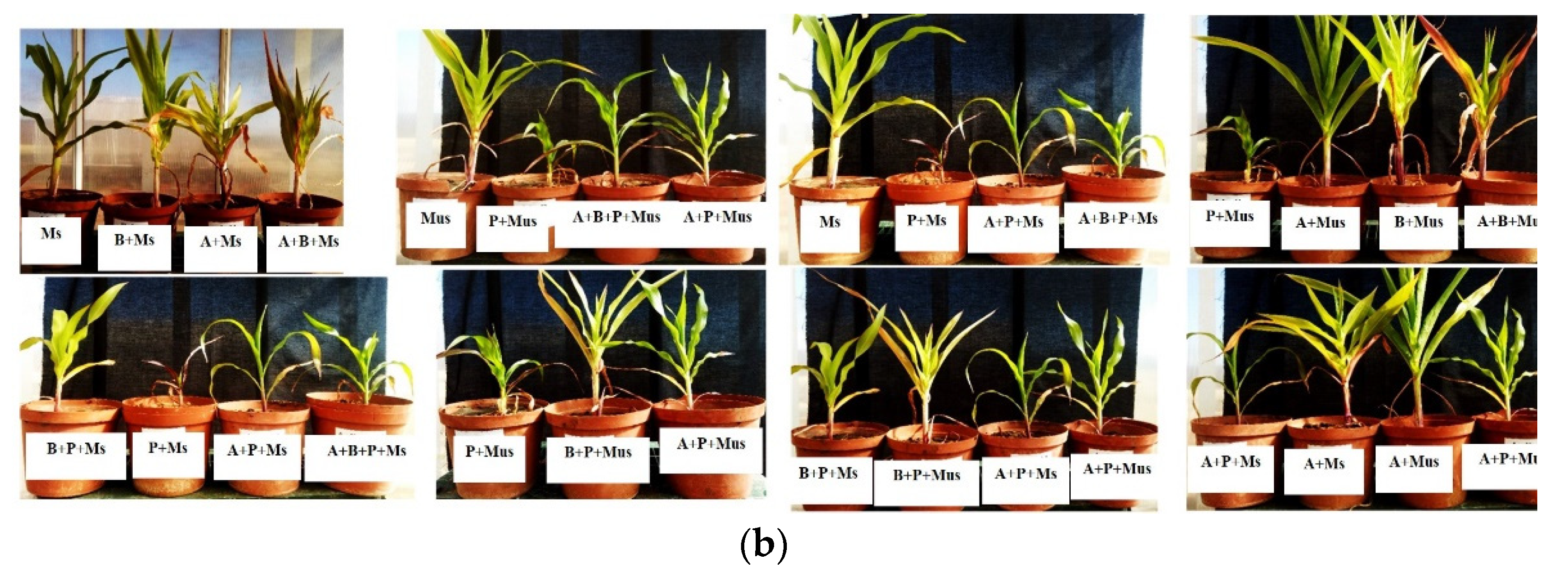 Plants 11 00324 g002b