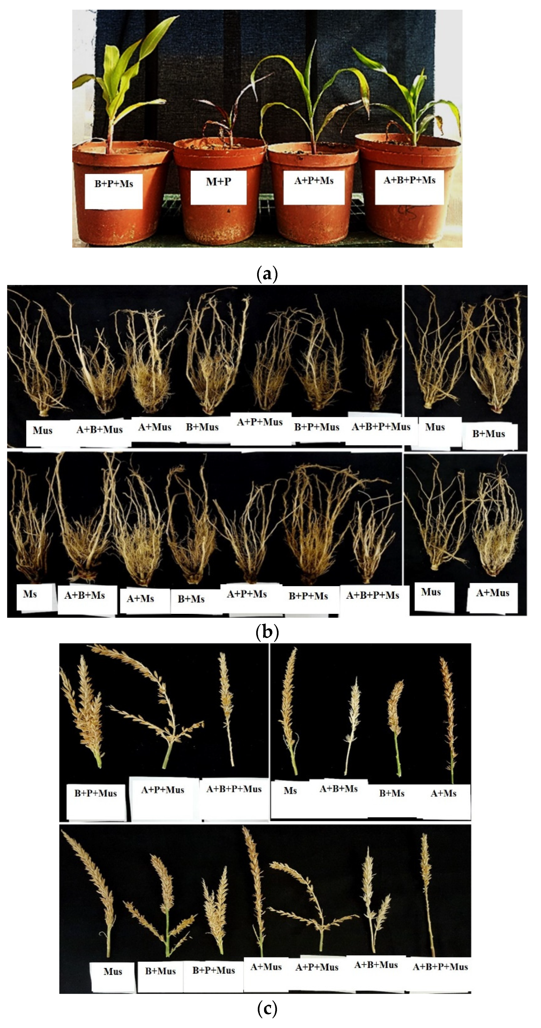 Plants 11 00324 g003