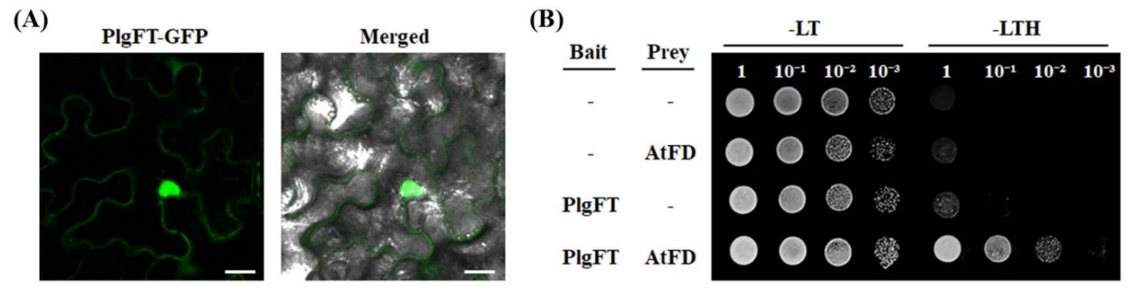 Plants 11 00325 g002