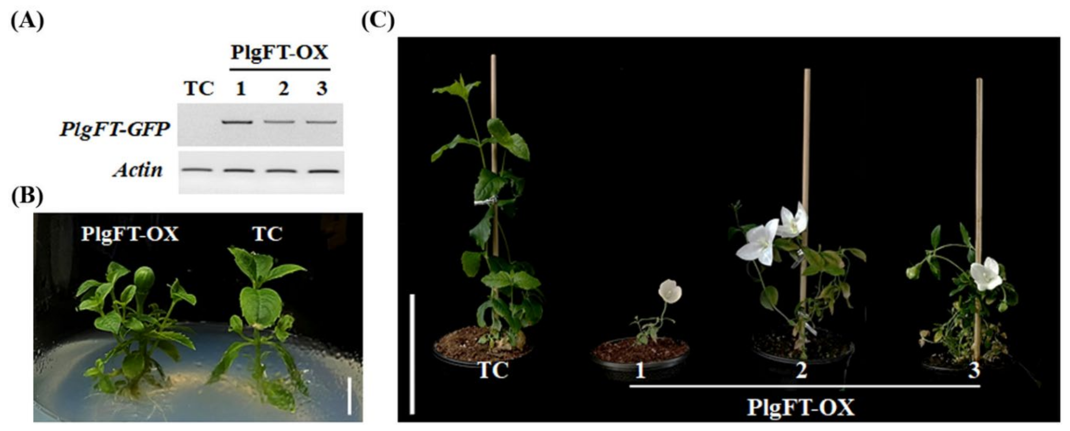 Plants 11 00325 g006