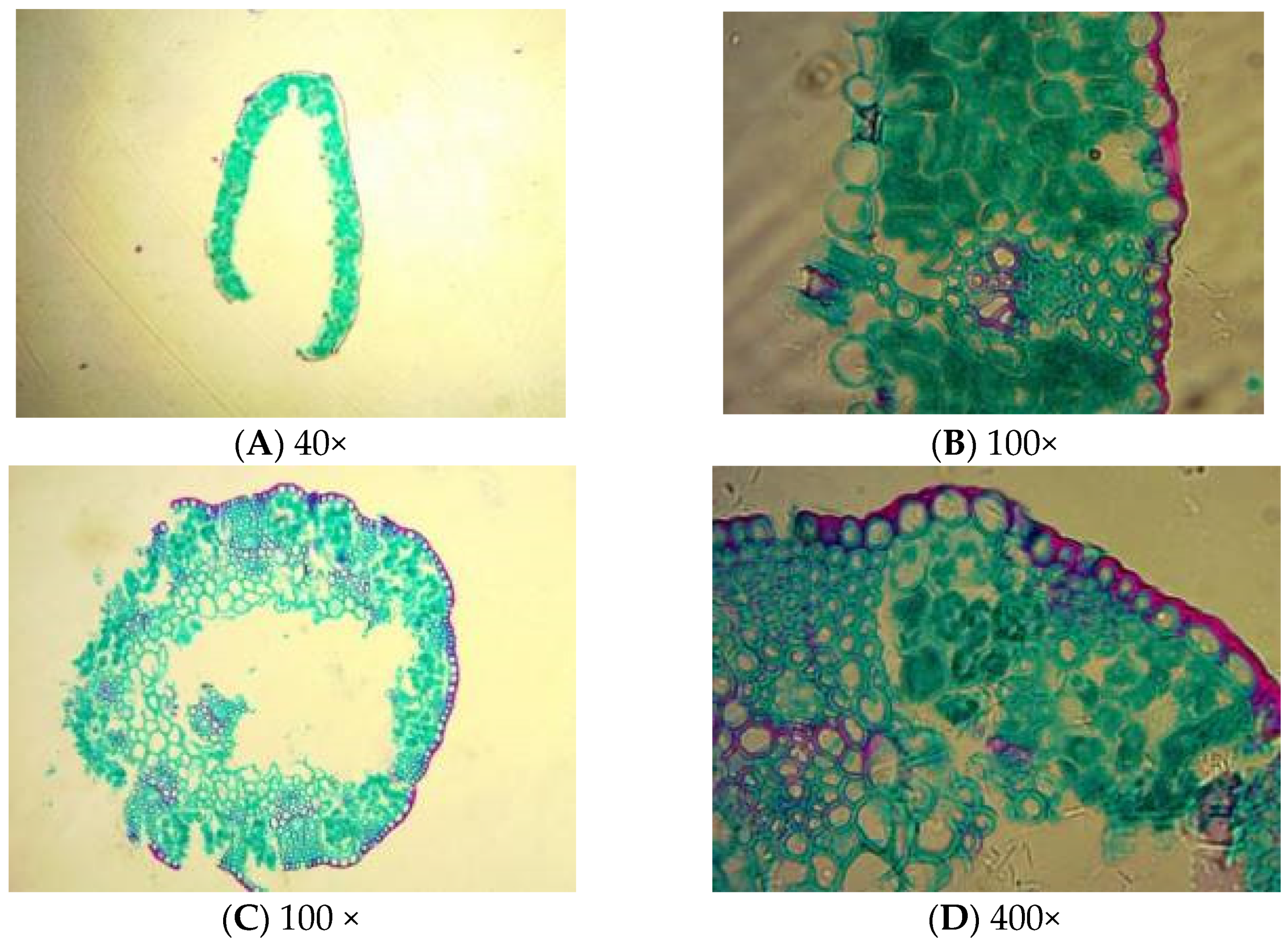 Plants 11 00336 g001