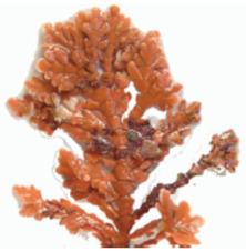 Plants 11 00348 i002