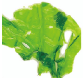 Plants 11 00348 i003