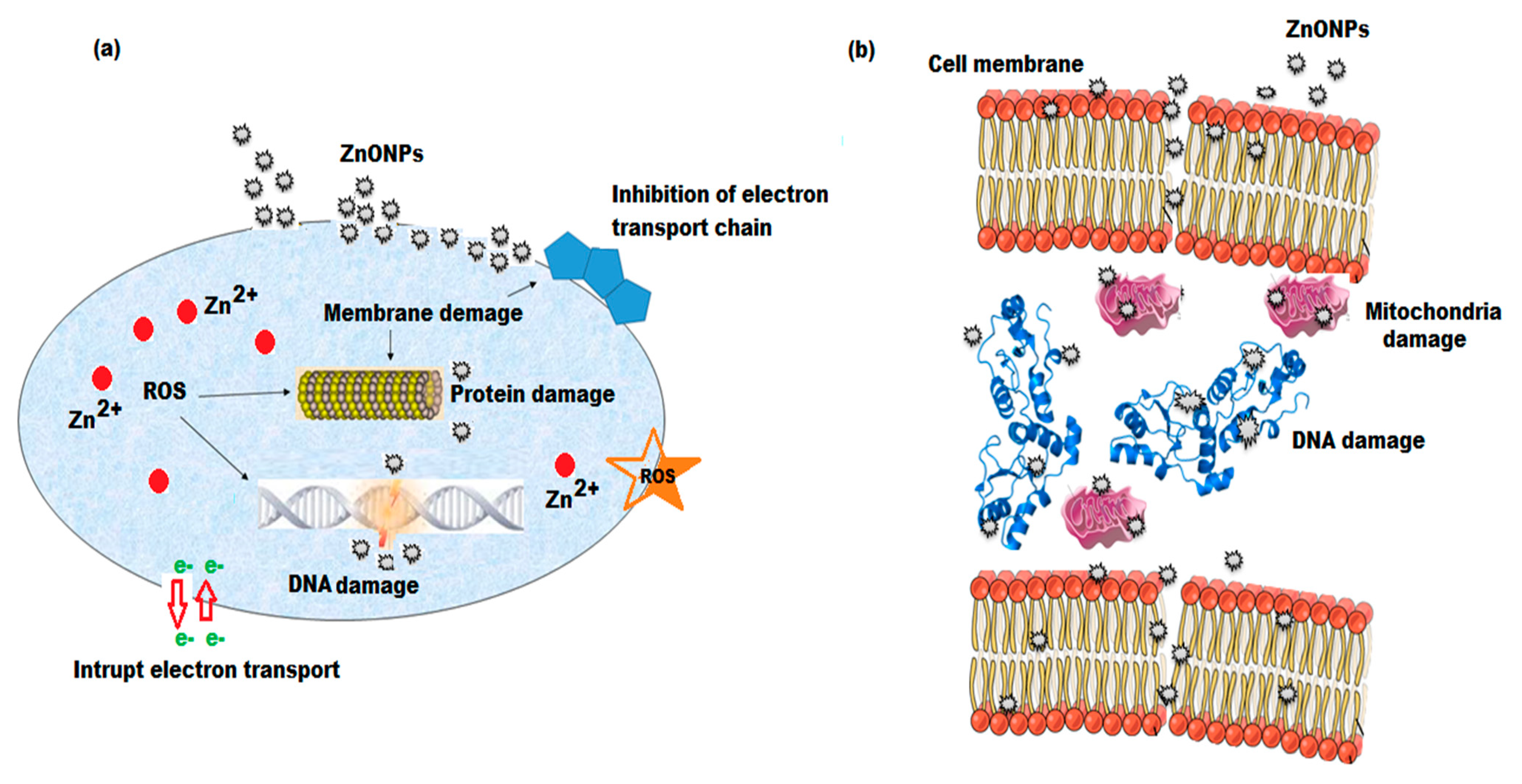 Plants 11 00361 sch002
