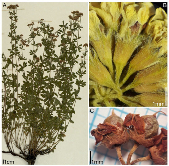 V- TECH Botany Herbarium at Rs 550/set