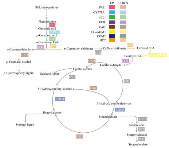 Plants | Free Full-Text | Characterization of the Transcriptome and ...