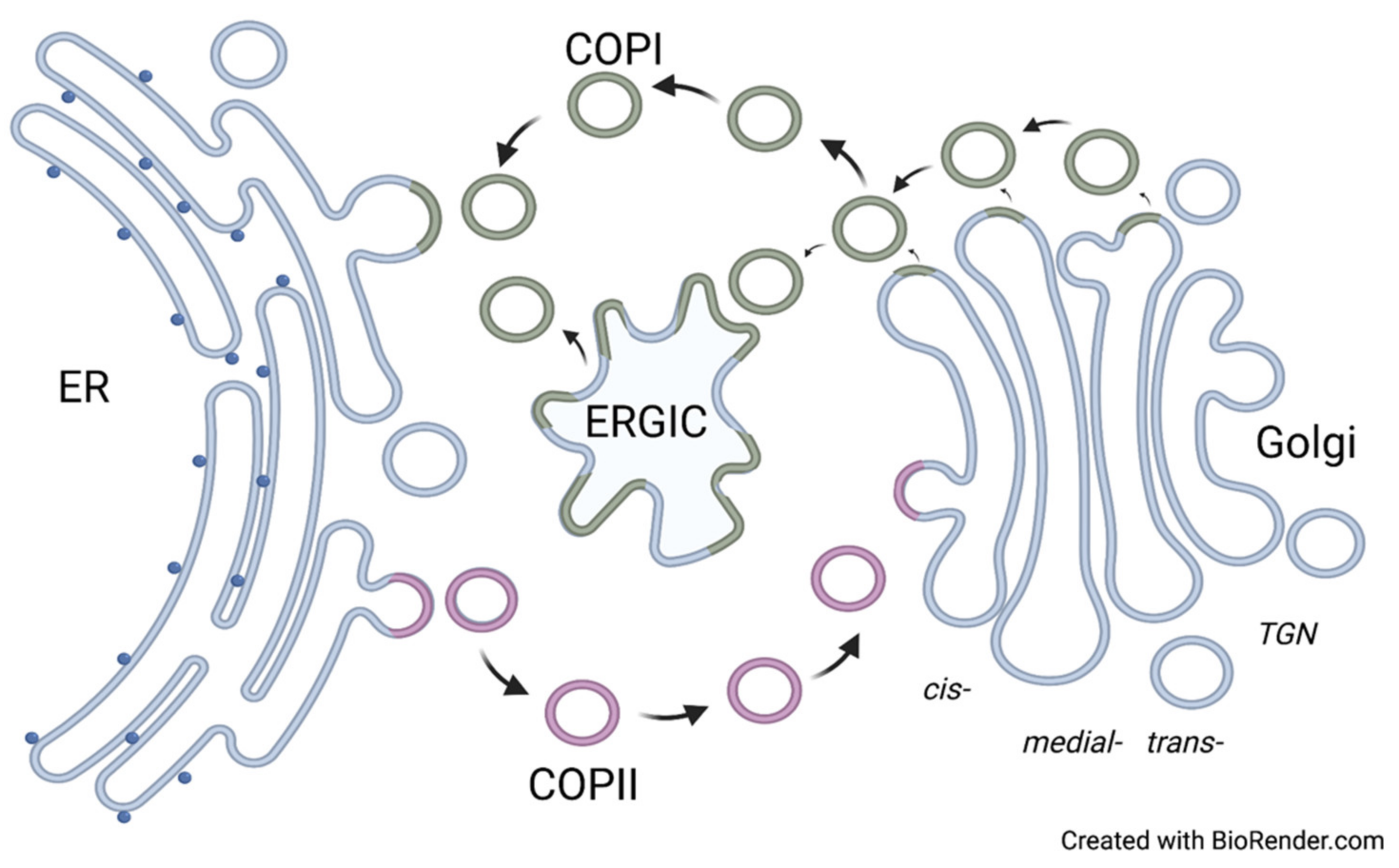 Plants 11 00428 g001 Plants 11 00428 g001