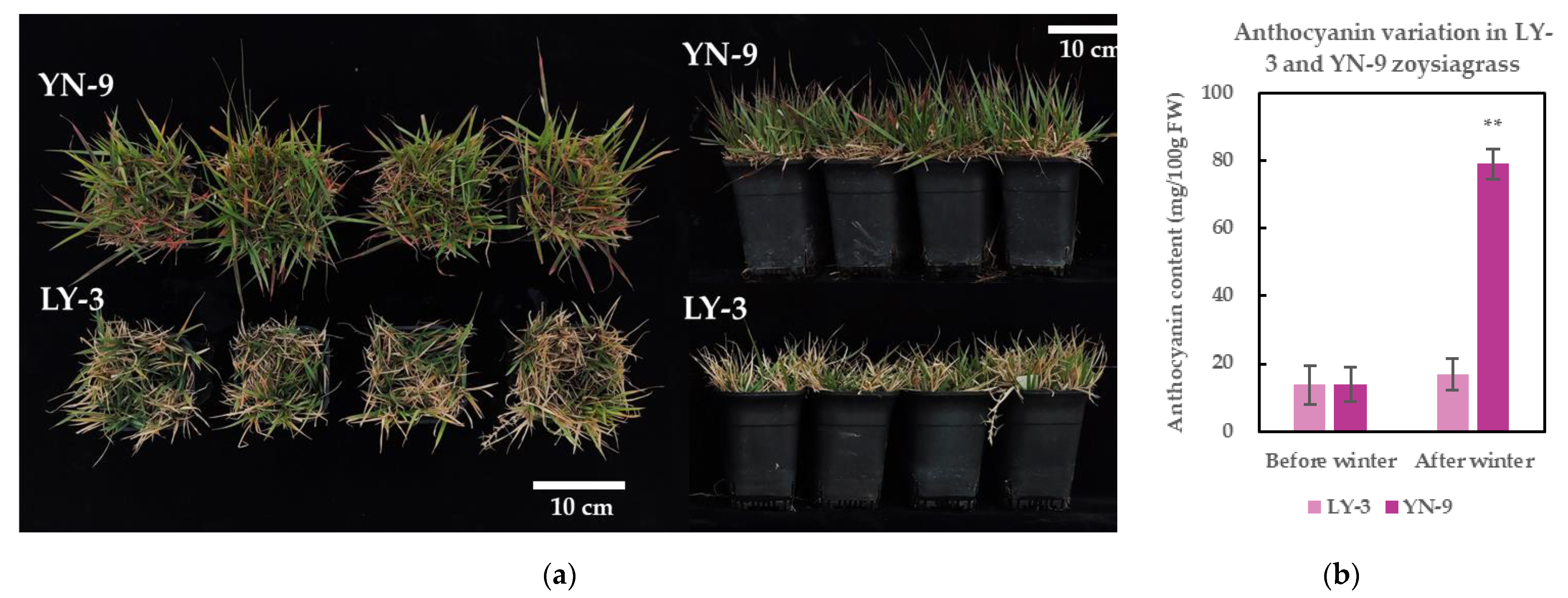 Plants 11 00429 g002