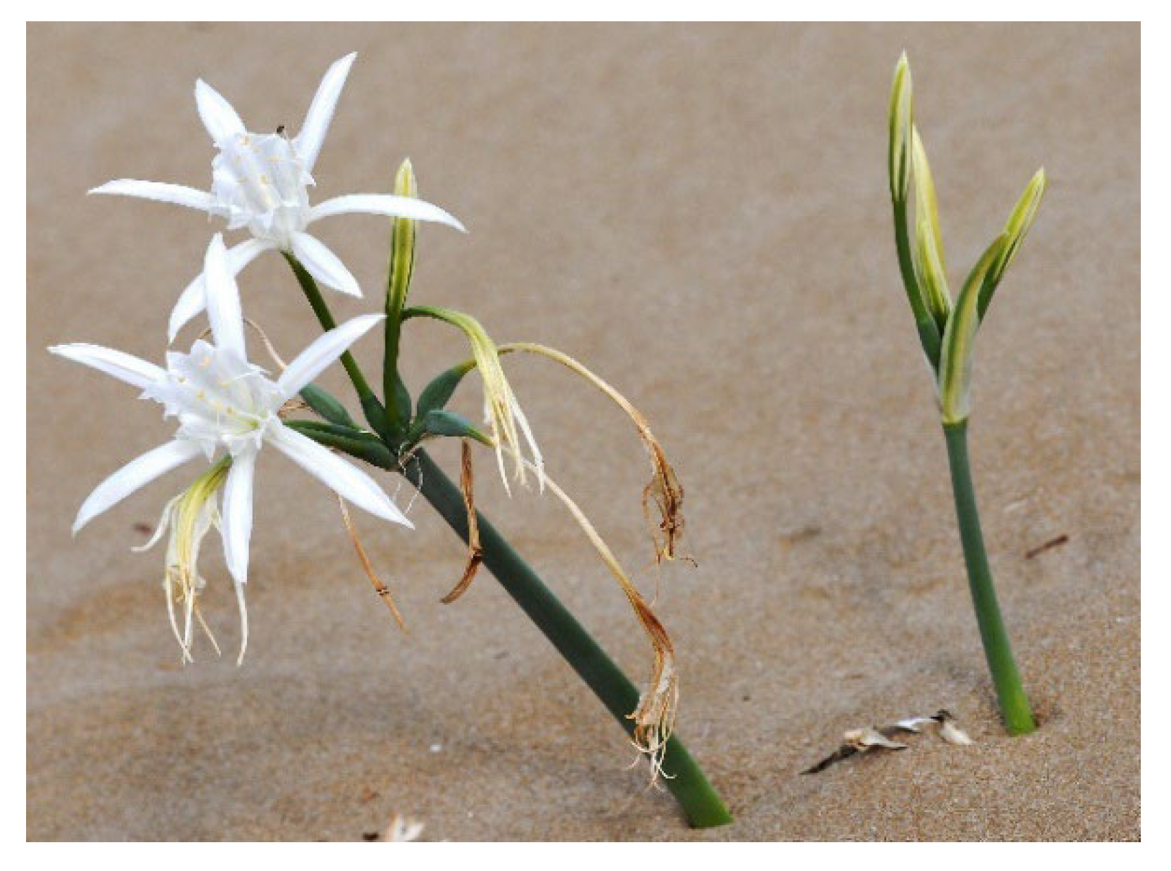 Plants 11 00476 g004