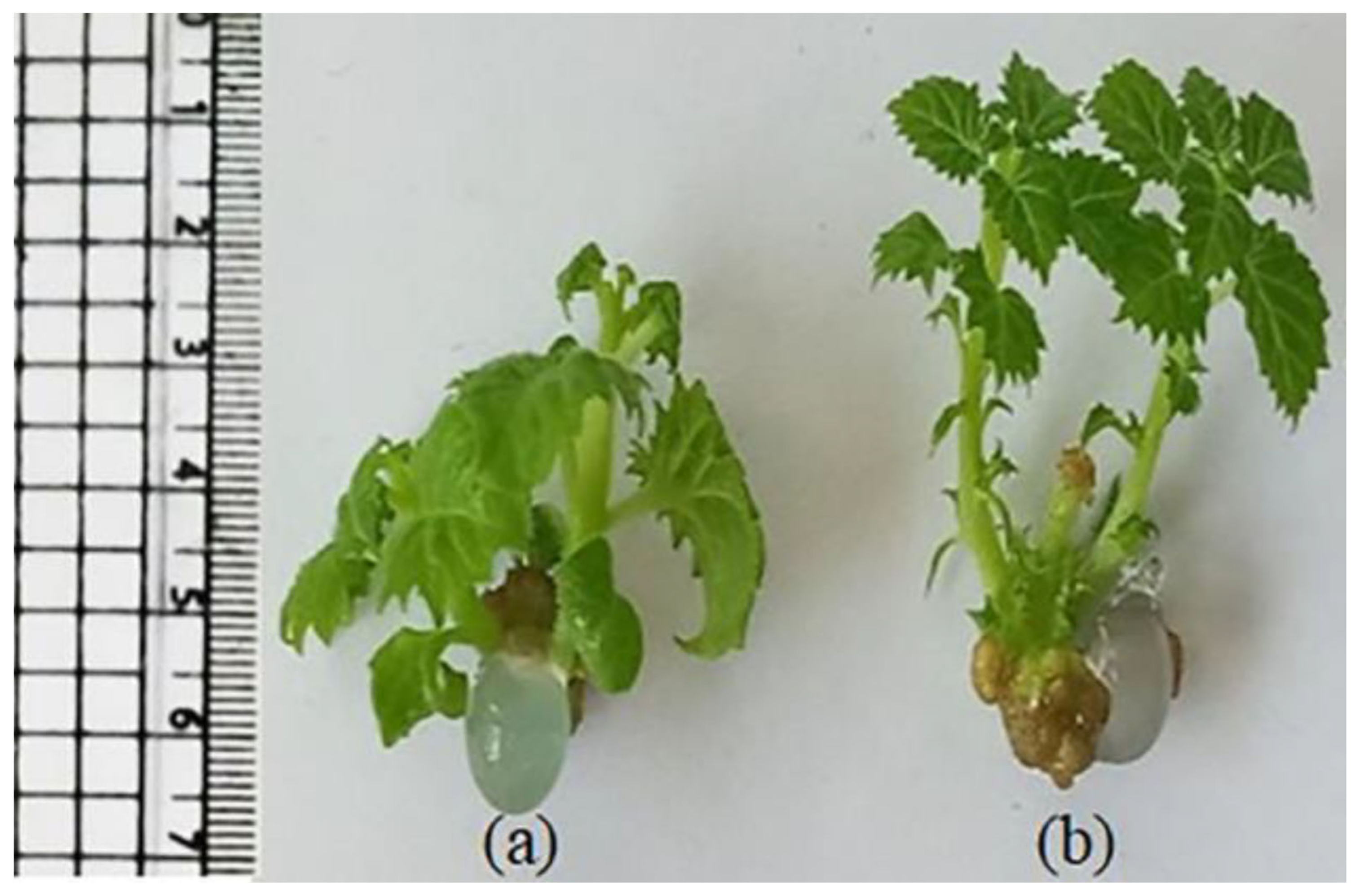 Plants 11 00498 g002