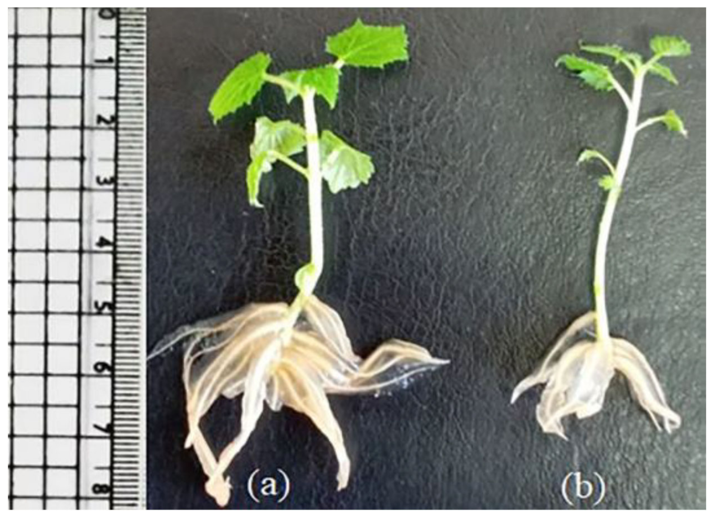 Plants 11 00498 g003