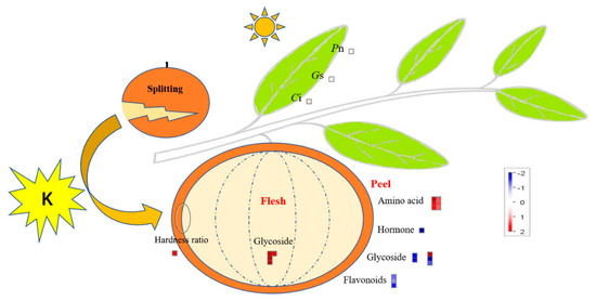 Plants | Free Full-Text | Integrated Physiological And Metabolomic ...