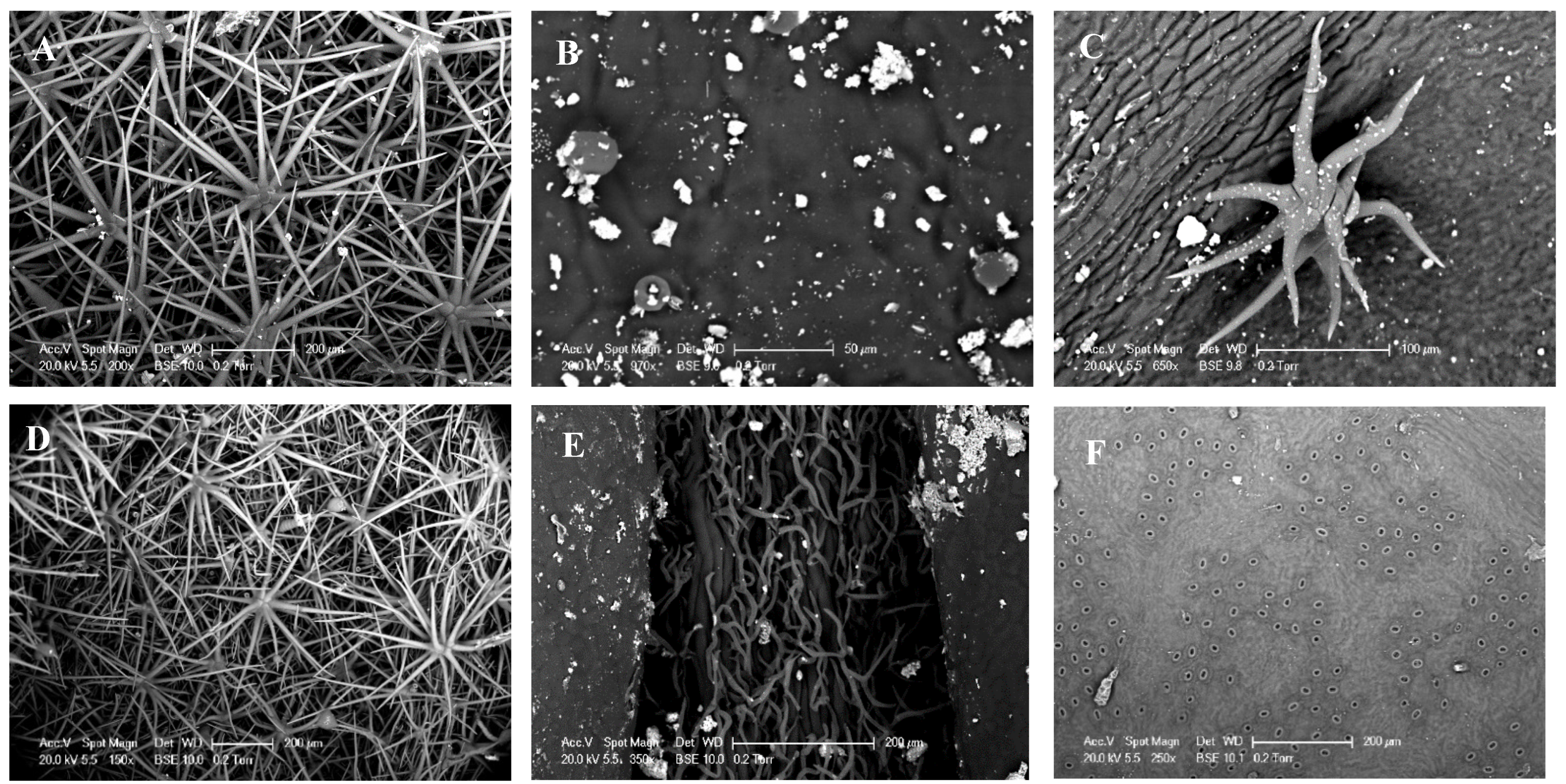 Plants 11 00505 g004