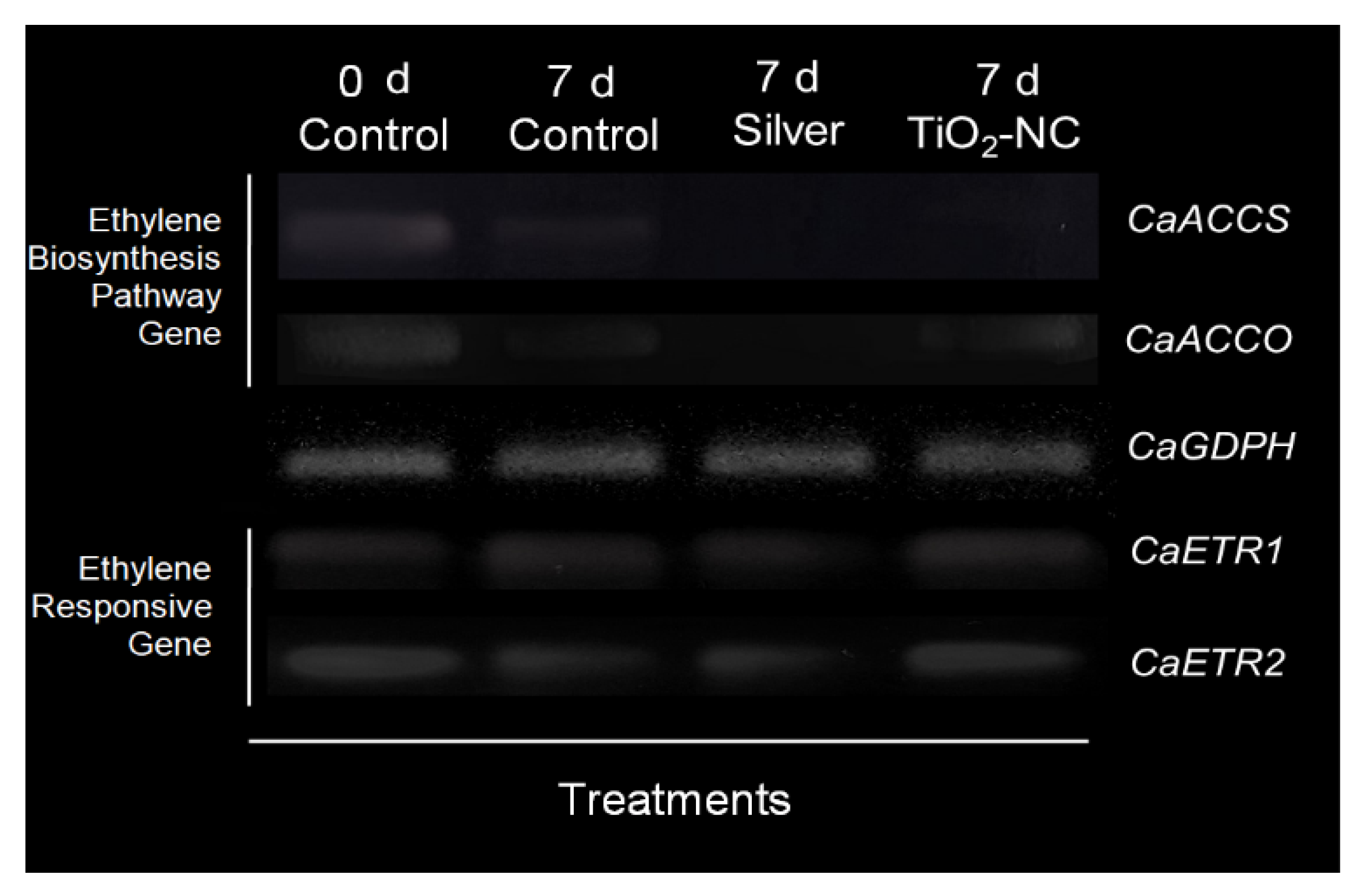 Plants 11 00513 g005