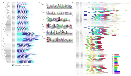 Proposal For Phylogenic Classification, Advances Bread Clip Science