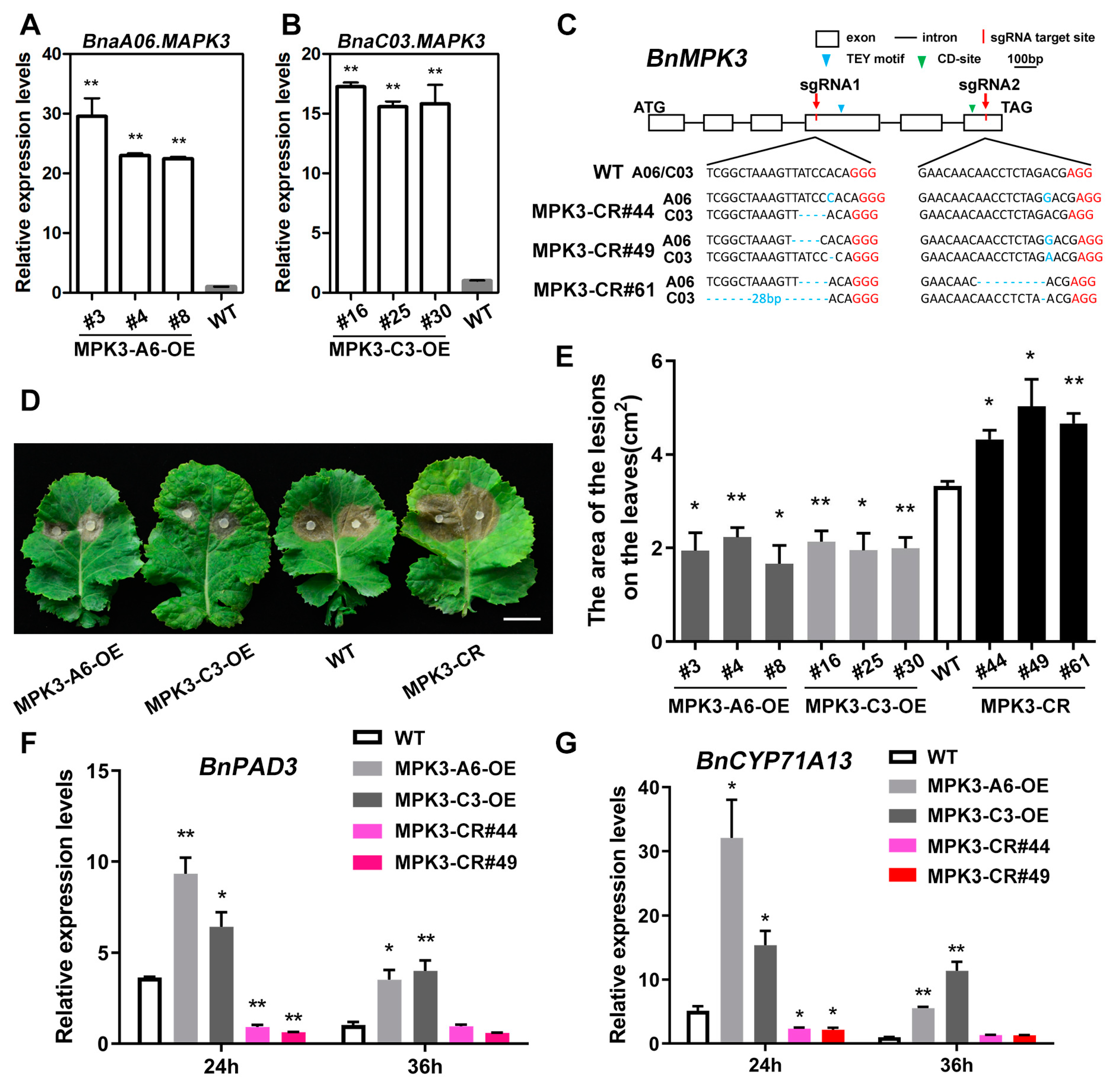 Plants 11 00609 g006