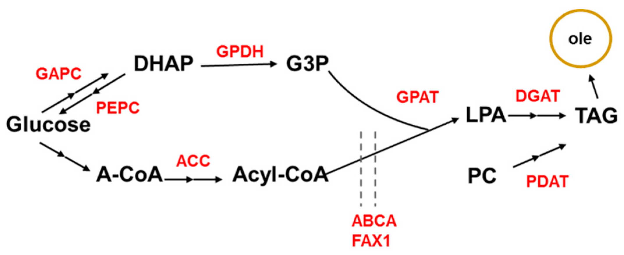 Plants 11 00627 g002