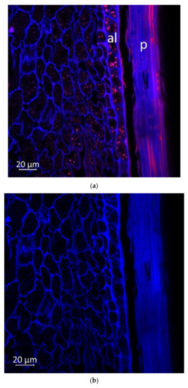 Plants Free Full Text Spatial Distribution Of Polyphenolic Compounds In Corn Grains Zea Mays L Var Pioneer Studied By Laser Confocal Microscopy And High Resolution Mass Spectrometry Html