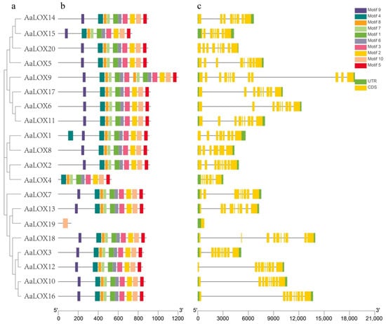 Plants | Free Full-Text | Genome-Wide Identification, Characterization ...