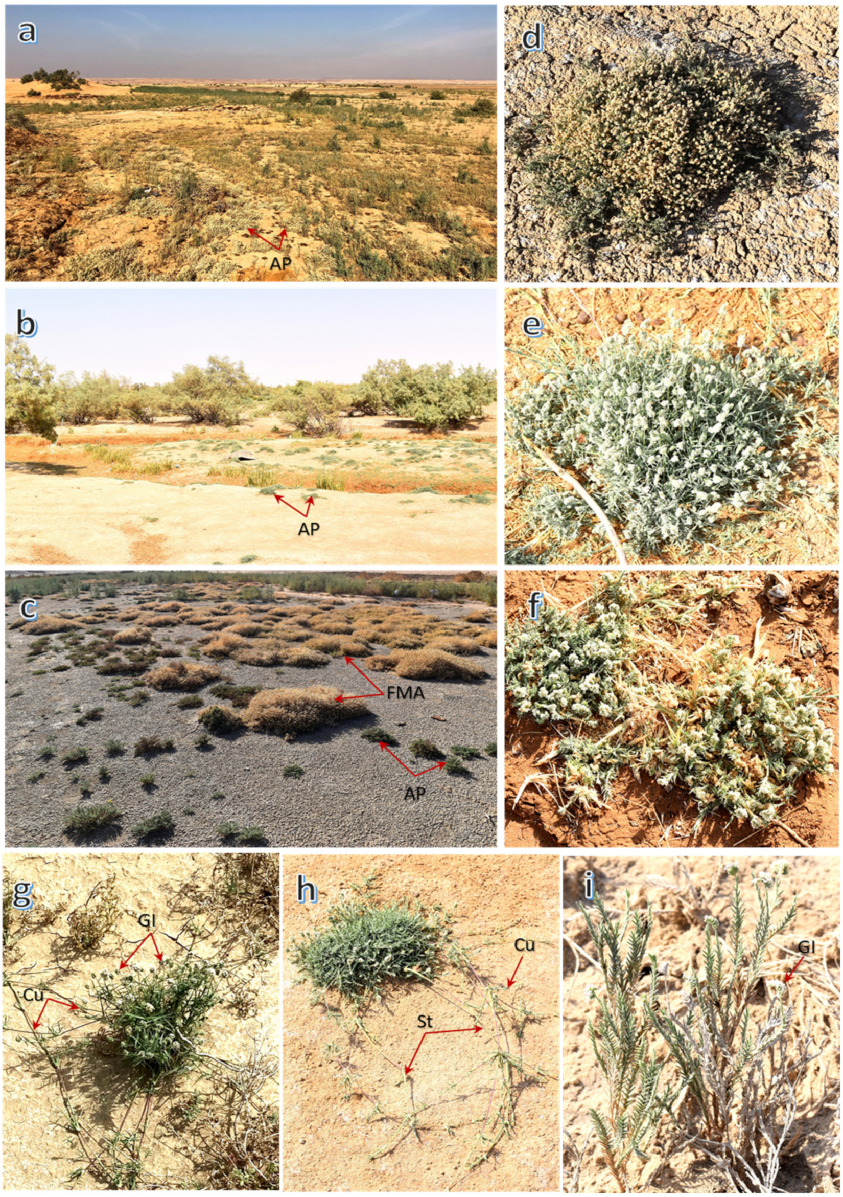 Plants 11 00666 g006