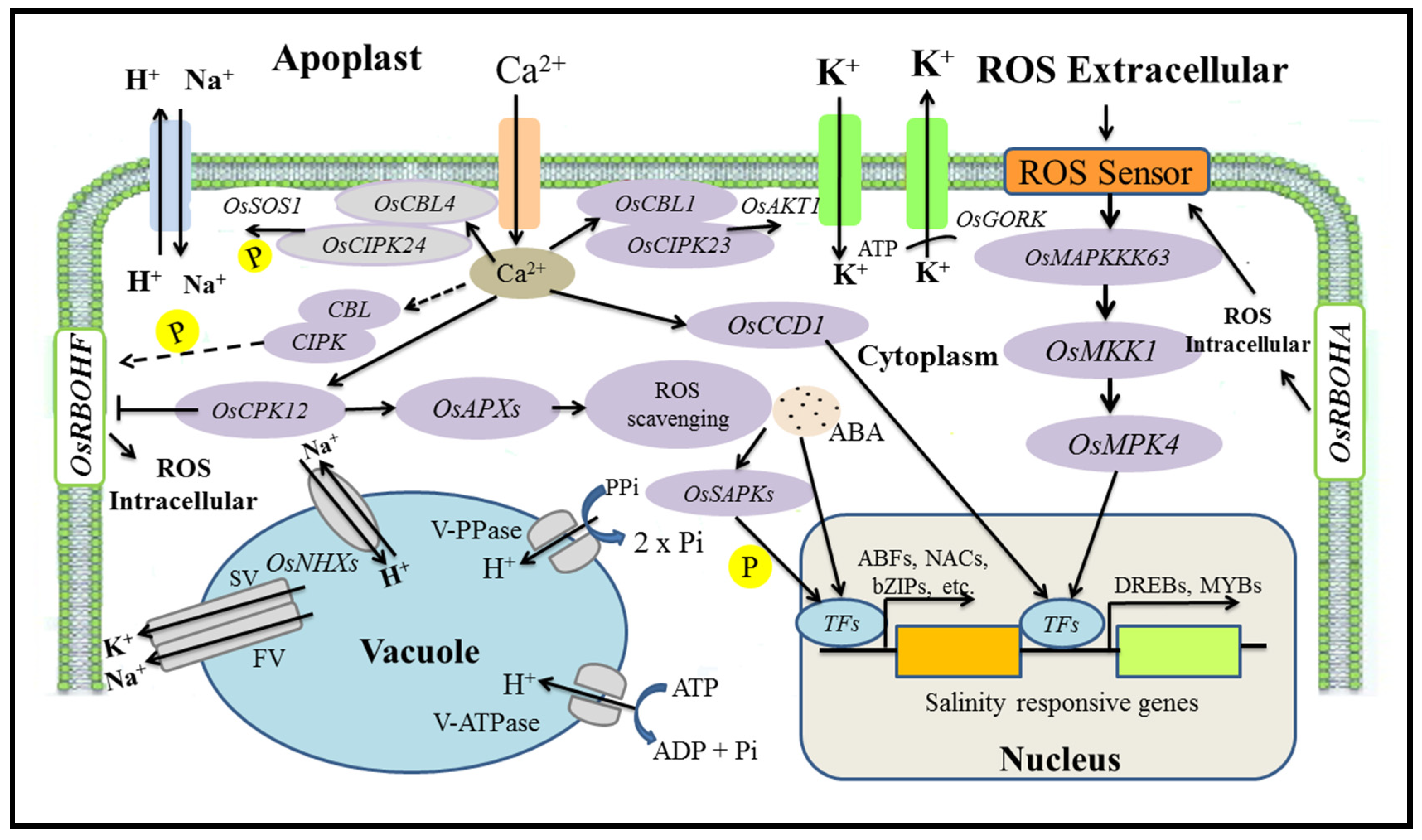 Plants 11 00691 g003