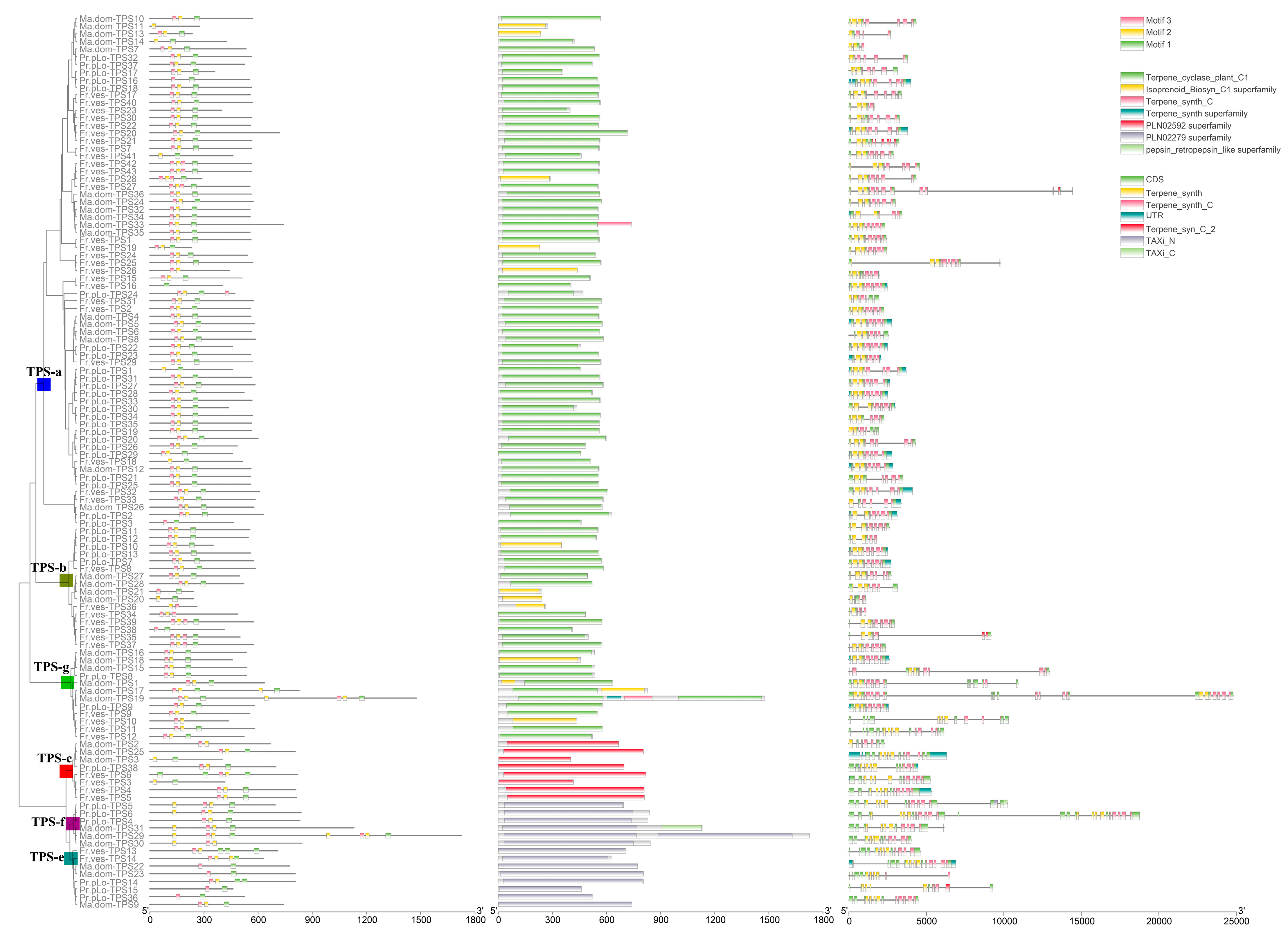 Plants Free Full Text Diversity and Functional Evolution of