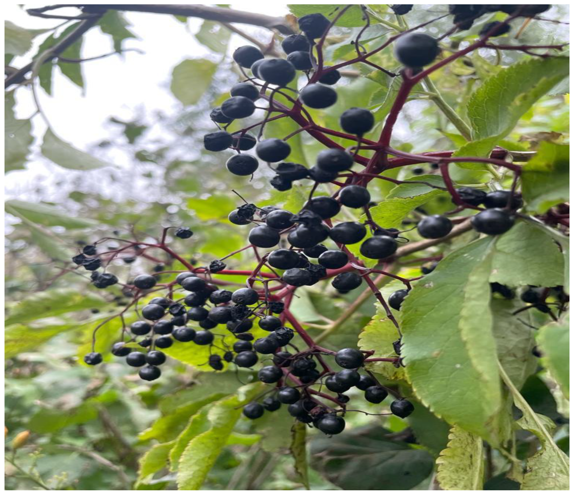 Plants | Free Full-Text | Elderberries&mdash;A Source of Bioactive  Compounds with Antiviral Action