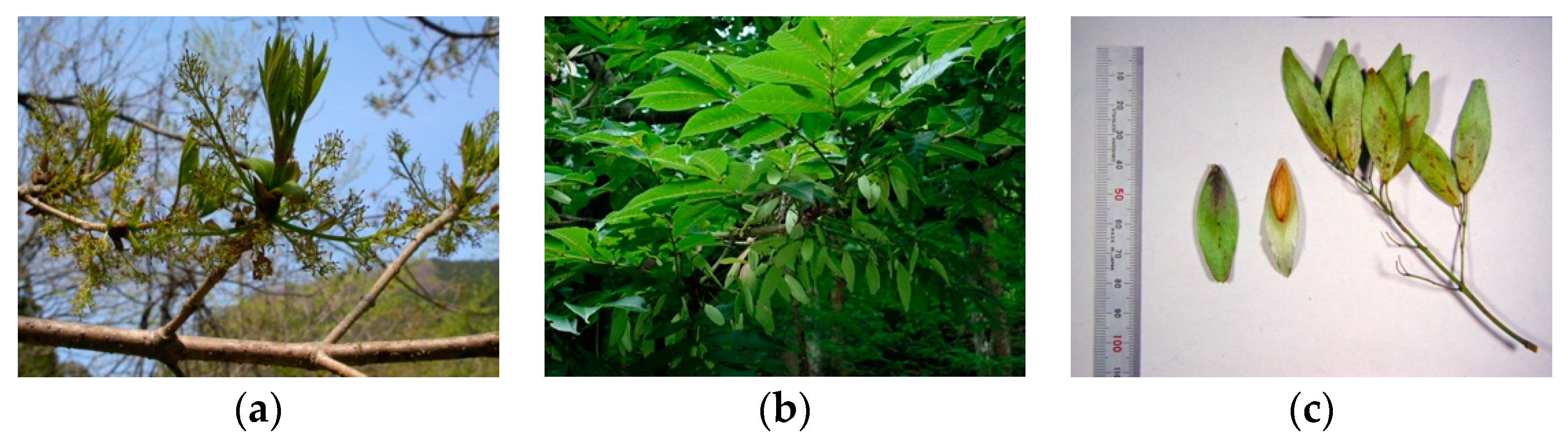 Plants 11 00753 g005 Plants 11 00753 g005