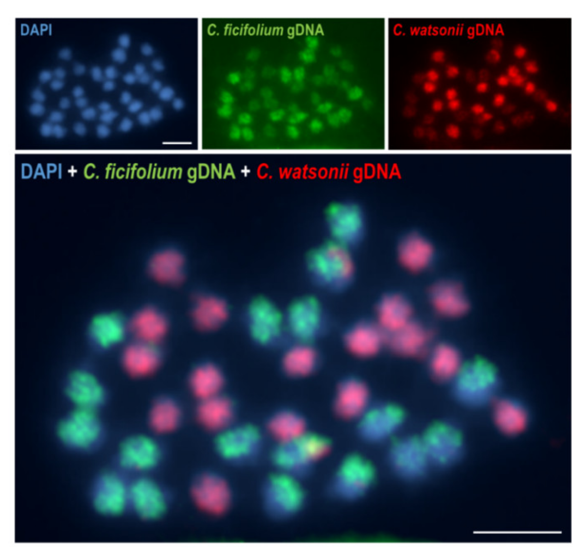 Plants 11 00784 g004 Plants 11 00784 g004