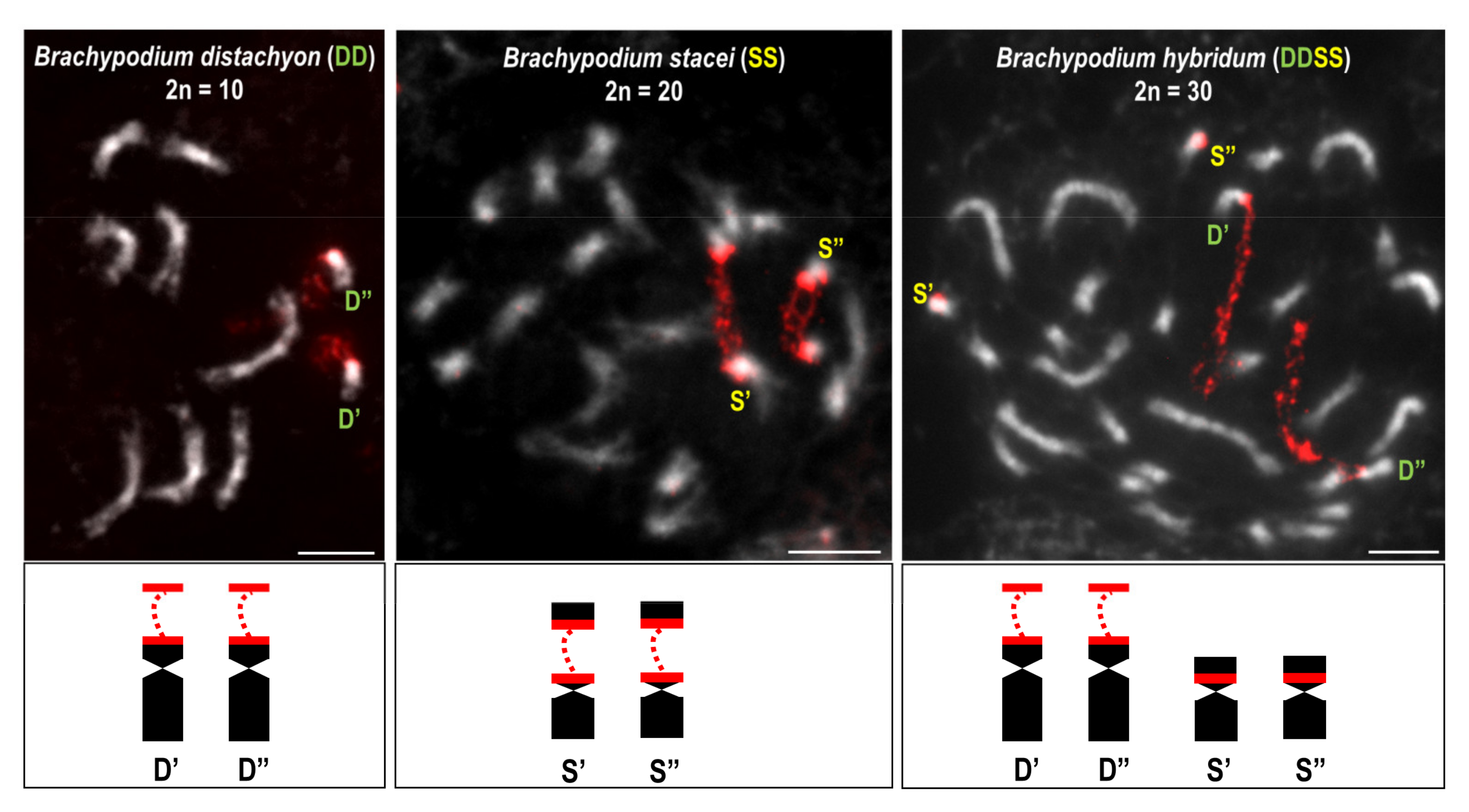 Plants 11 00784 g005 Plants 11 00784 g005