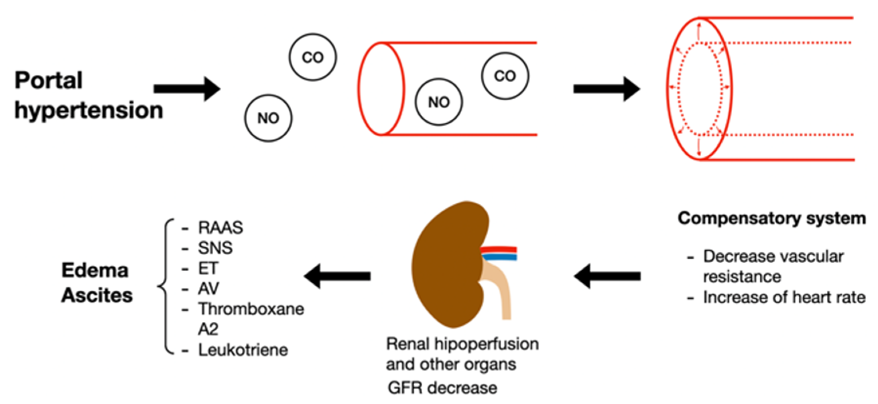 Plants | Free Full-Text | Nephroprotective Plants: A Review on the Use in  Pre-Renal and Post-Renal Diseases | HTML