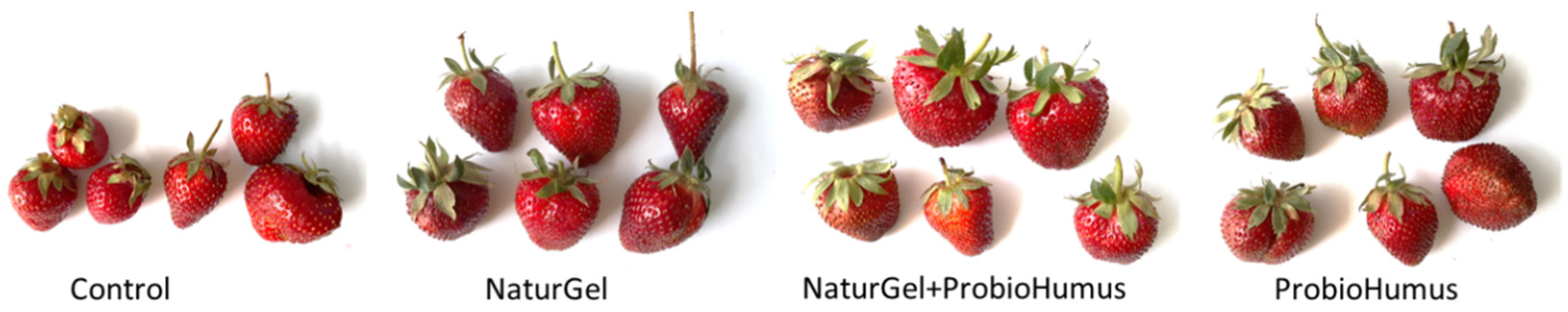 Plants | Free Full-Text | Effects Induced by the Agricultural Application  of Probiotics on Antioxidant Potential of Strawberries | HTML