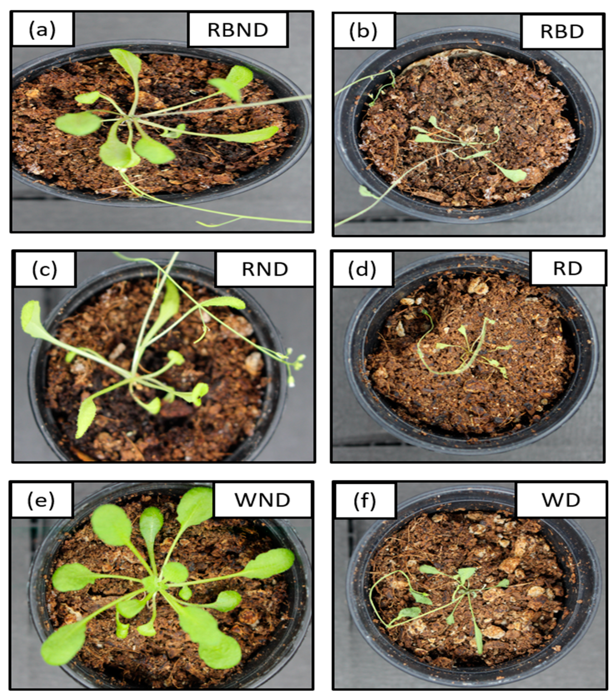 Plants 11 00836 g016