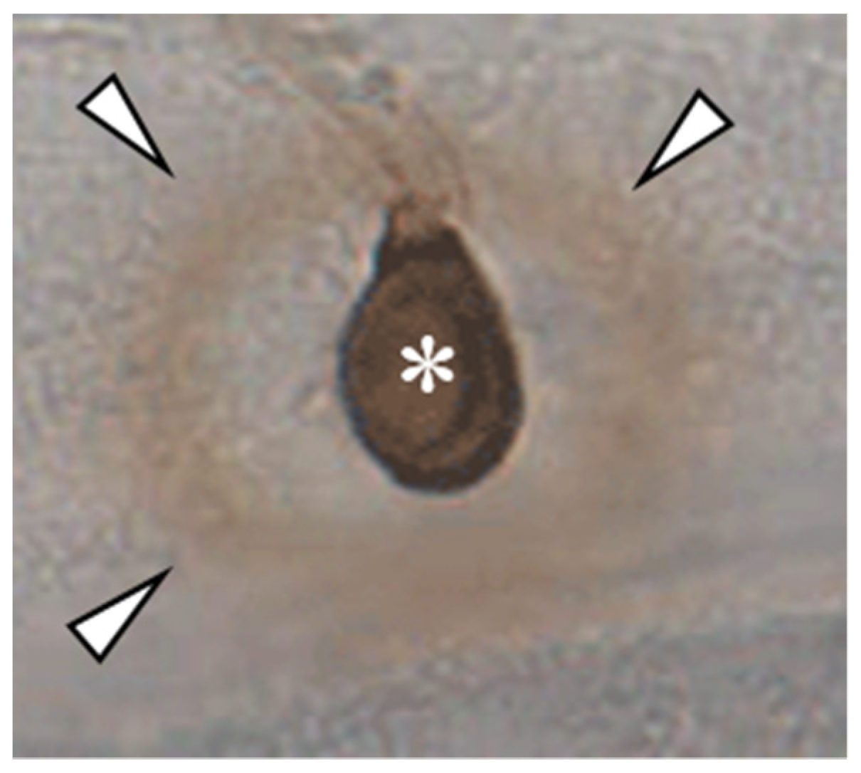 Plants 11 00849 g002