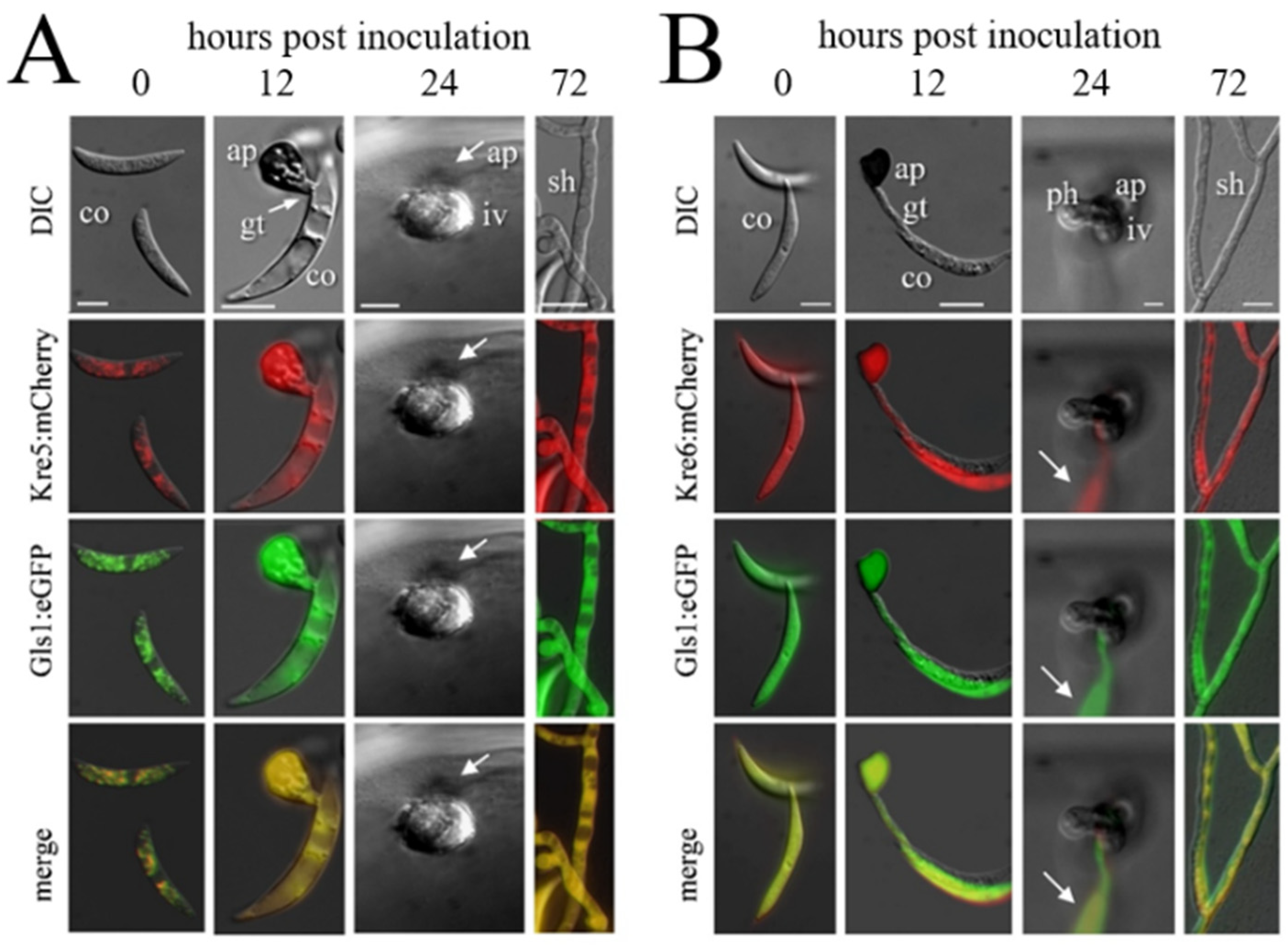 Plants 11 00849 g005